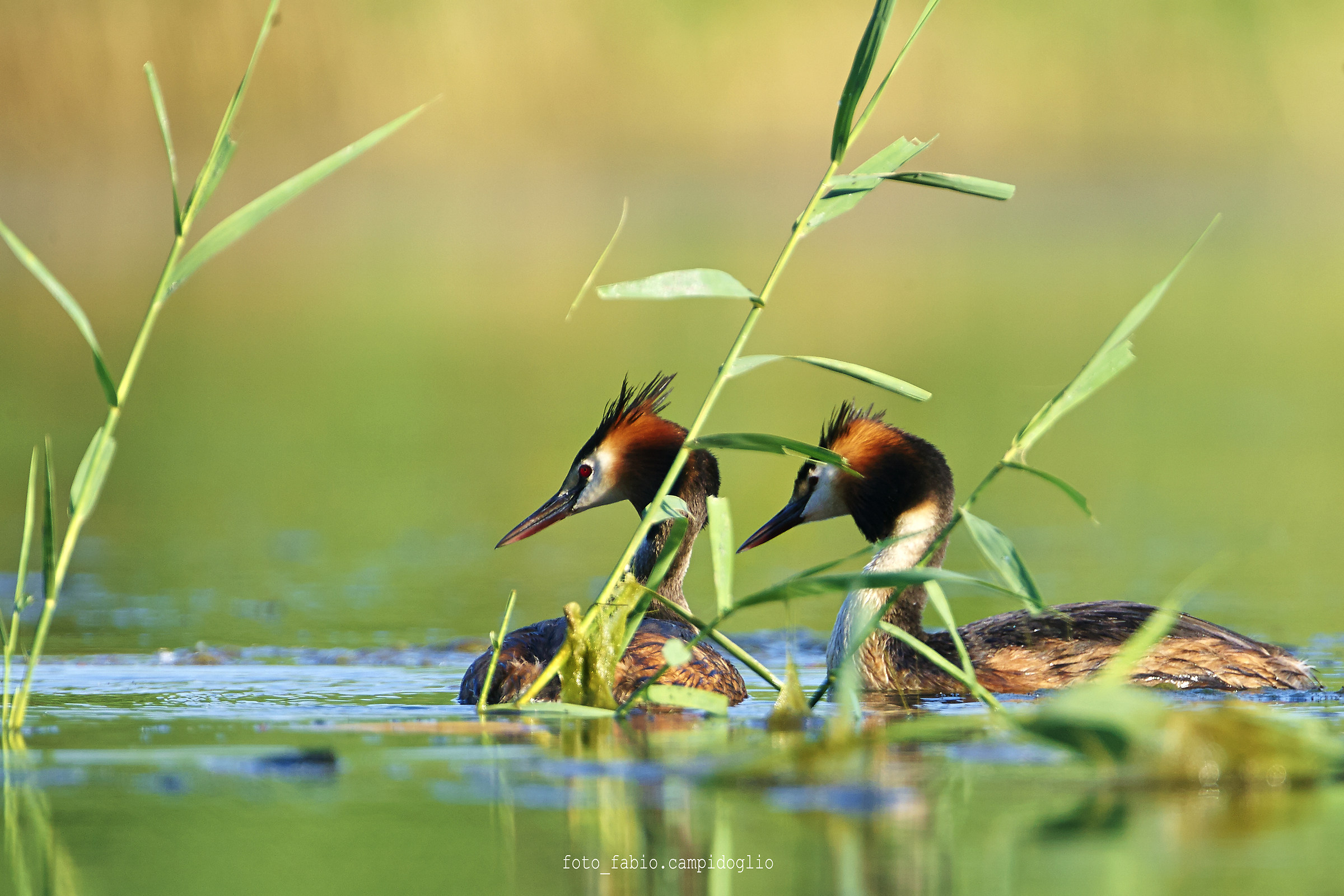 crested grebes