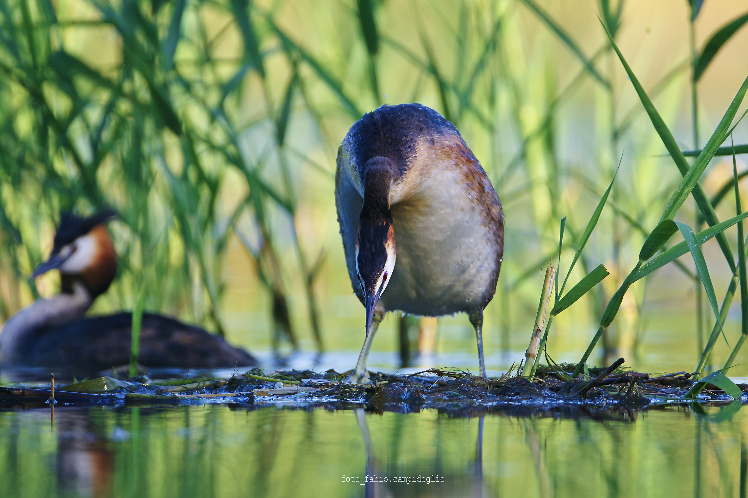 crested grebes