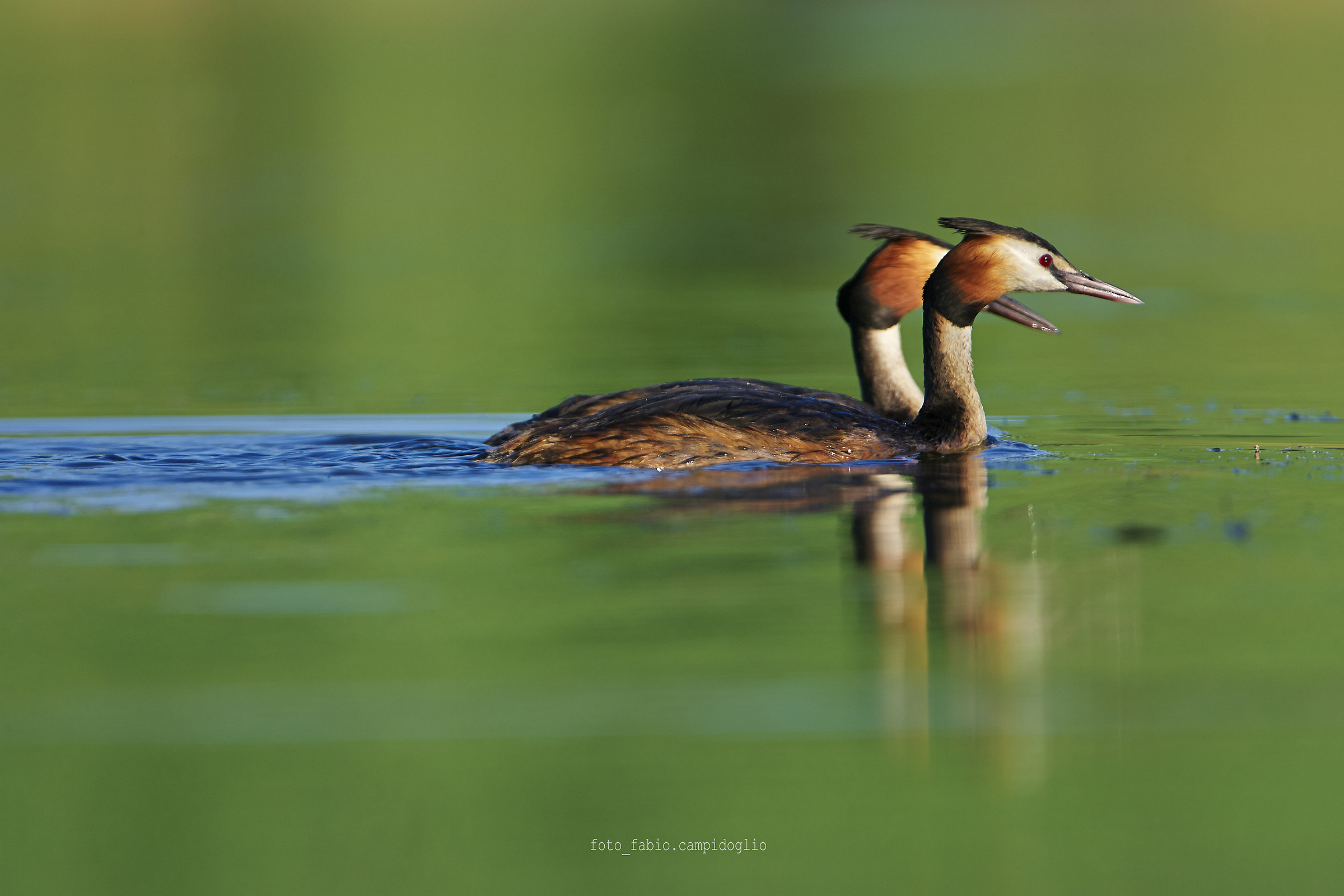 crested grebes