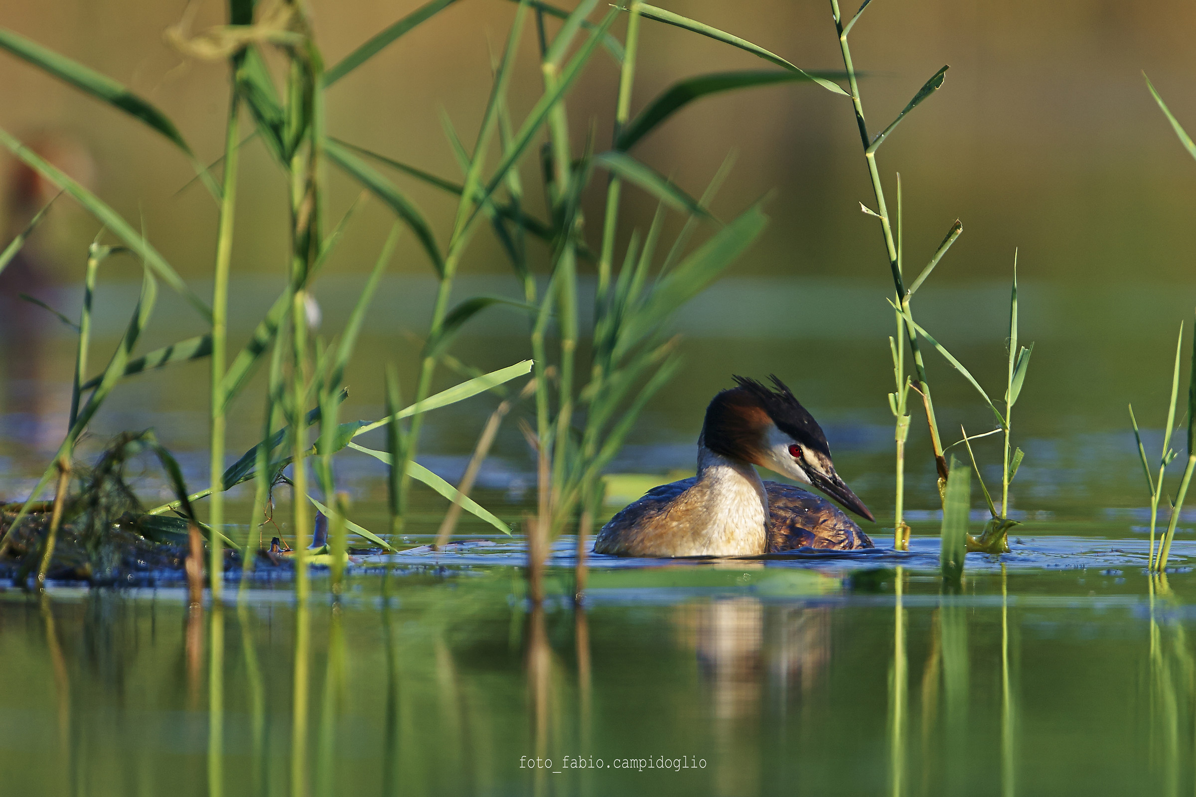 crested grebes