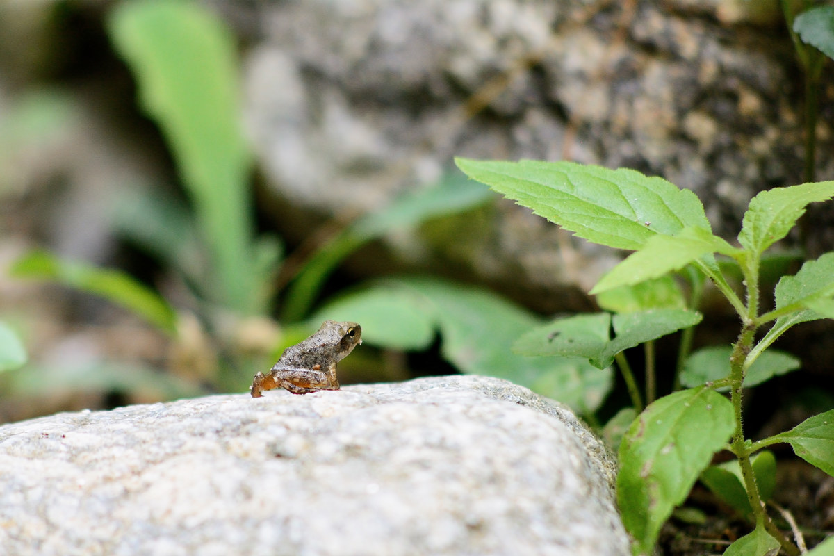 Ranocchietta - Sersale 20160807