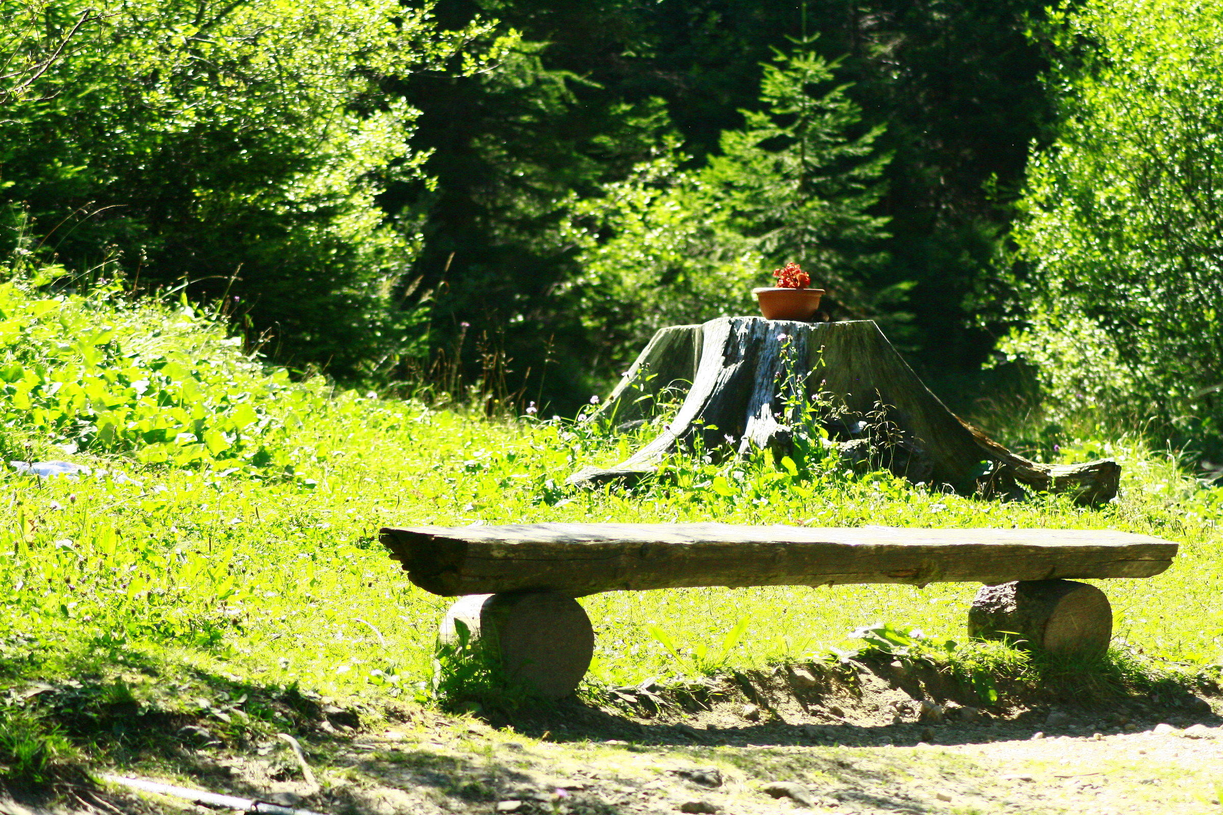 the bench in the green