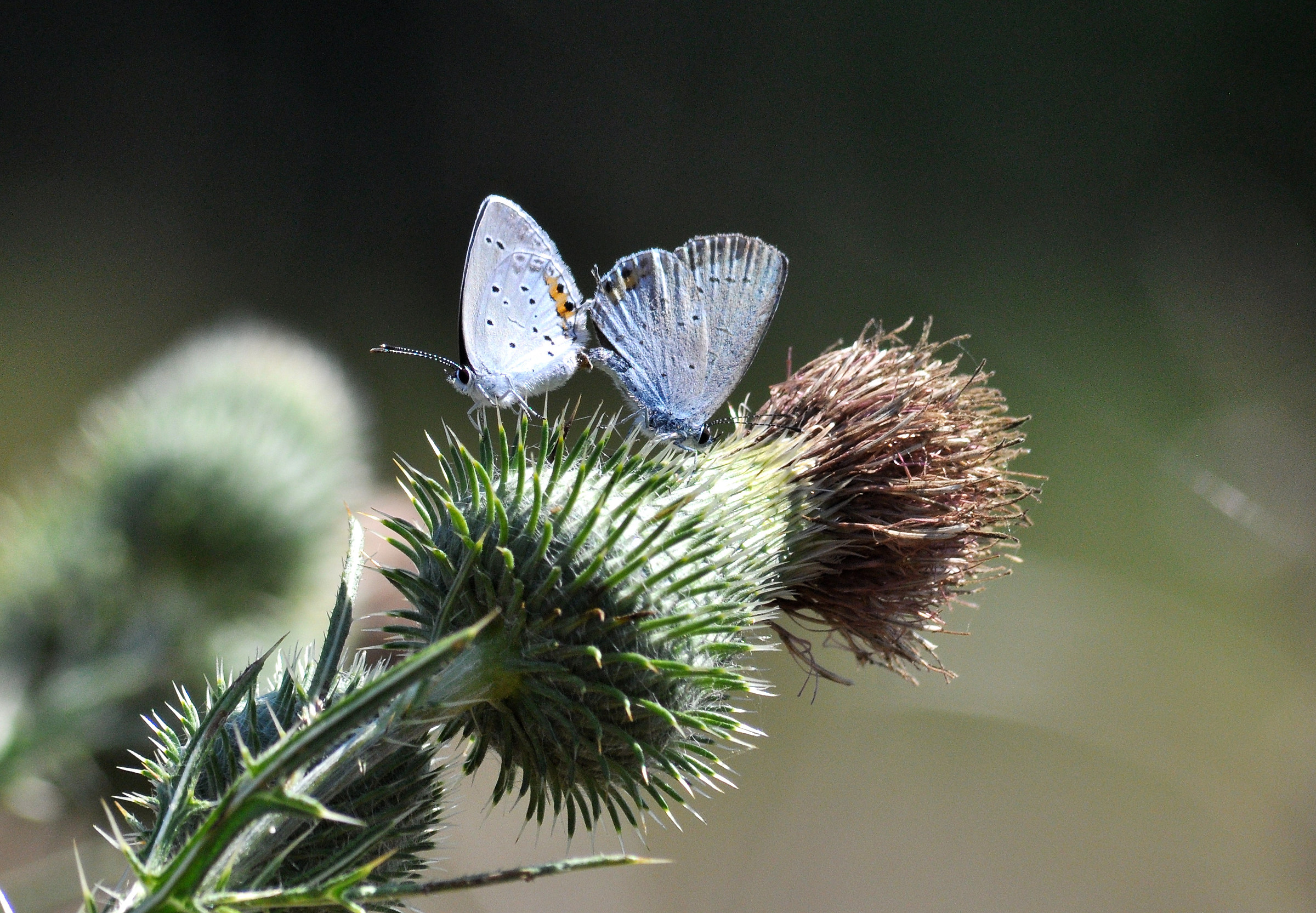 Couple of butterflies
