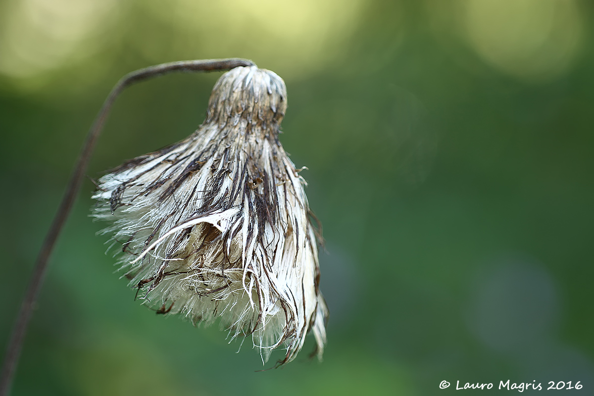 sharp thistle