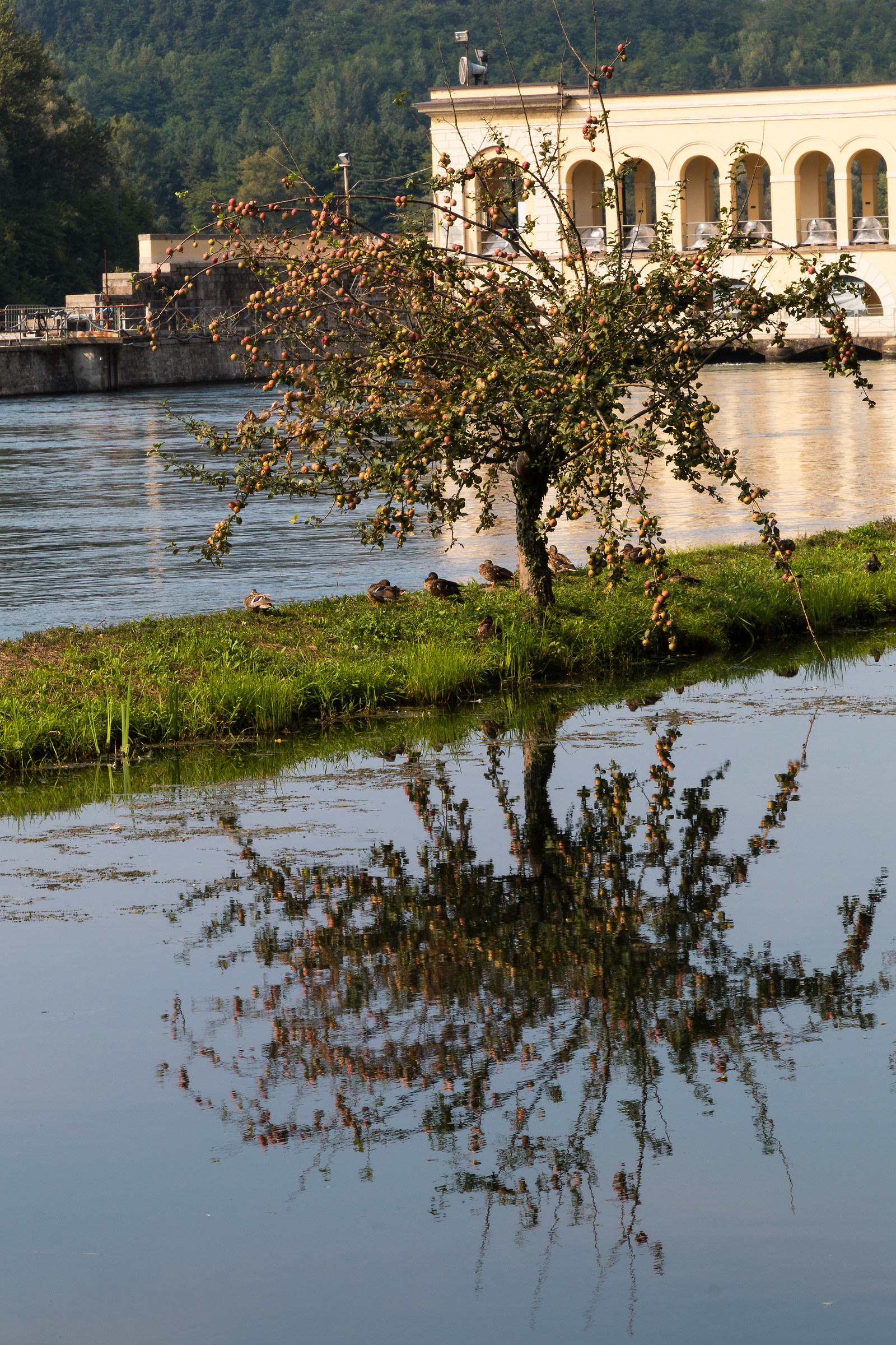 The apple tree, the ducks and the dam of Panperduto.