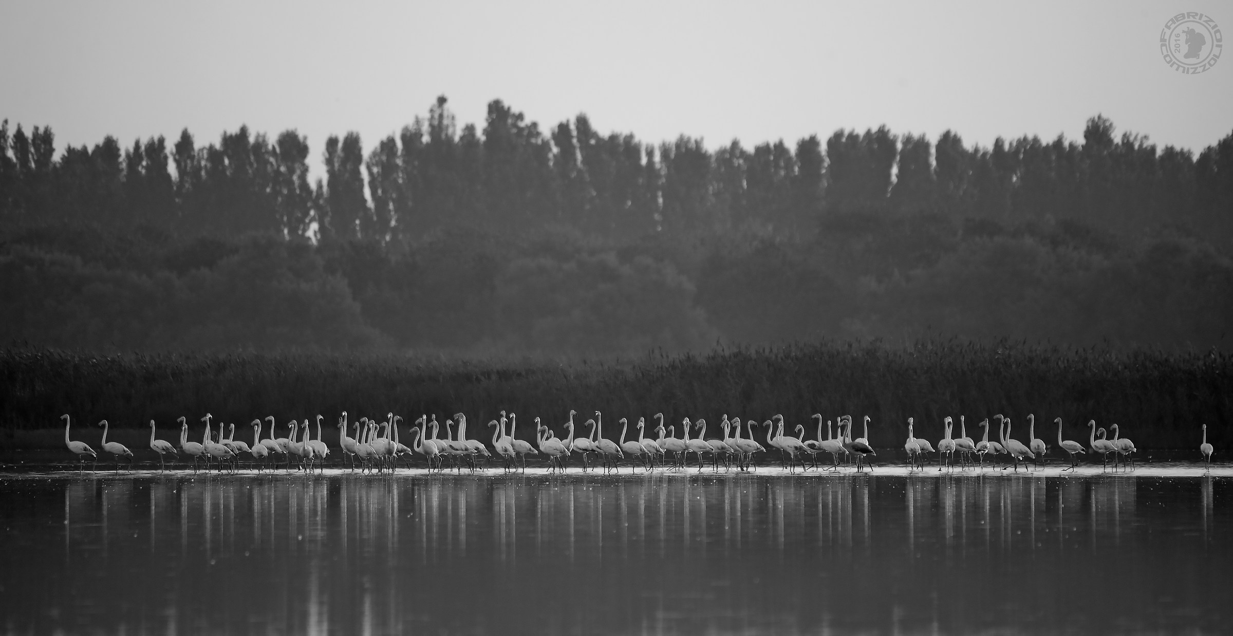Fenicottero rosa-Phoenicopterus roseus