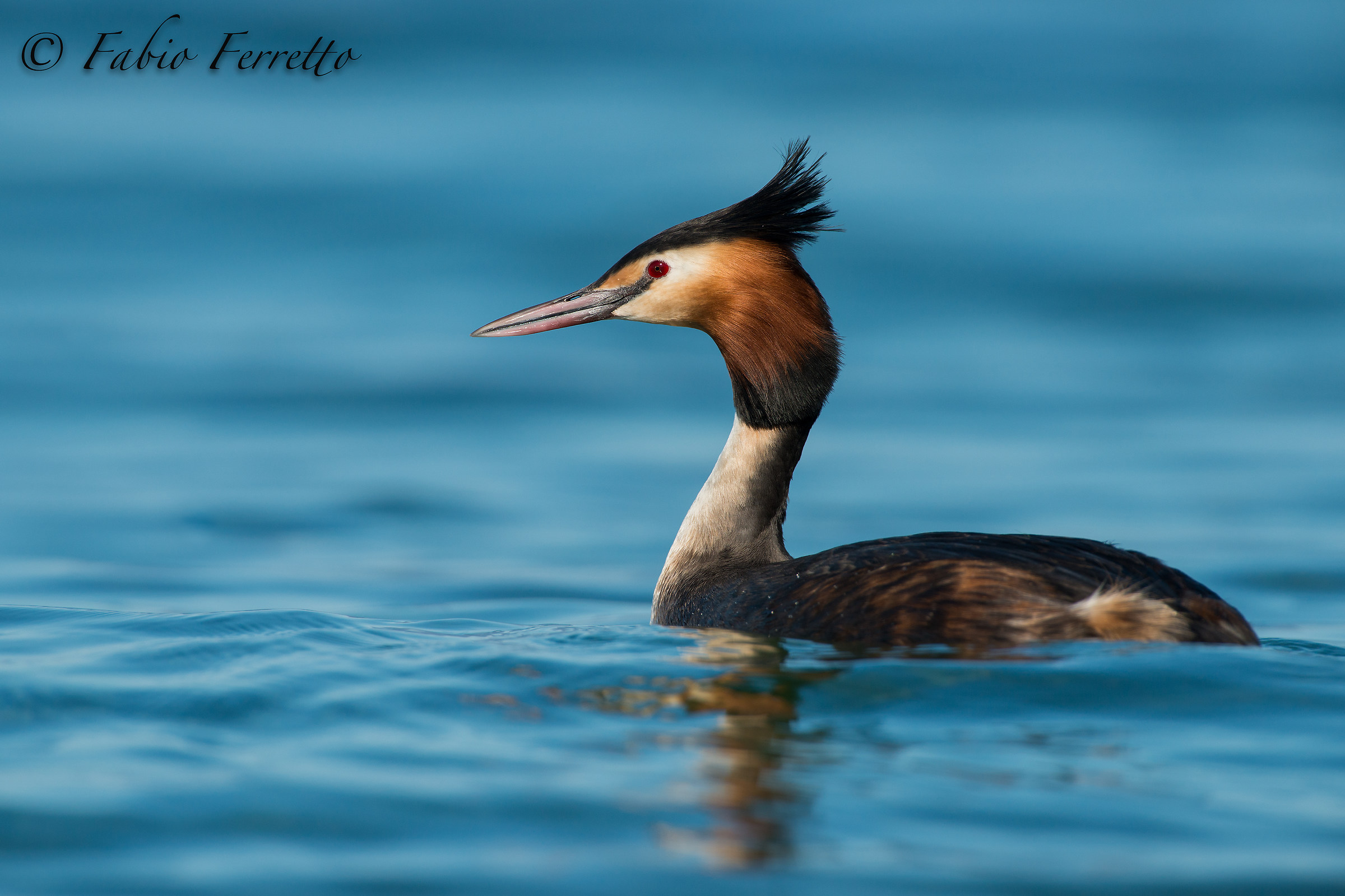 Great Crested Grebe