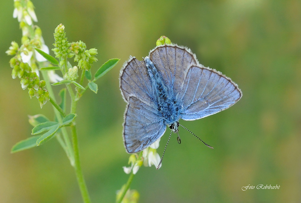 Polyommatus icarus...Icaro...