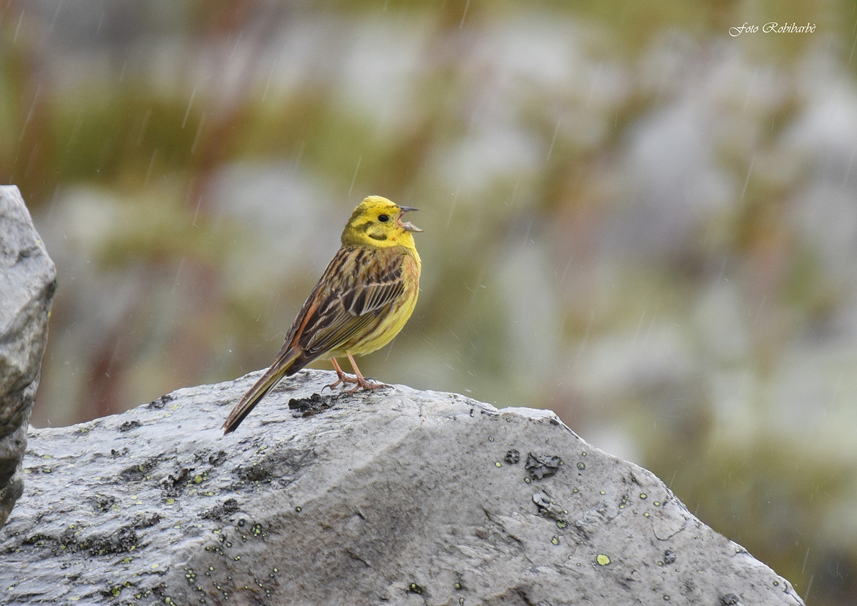 Yellowhammer ...
