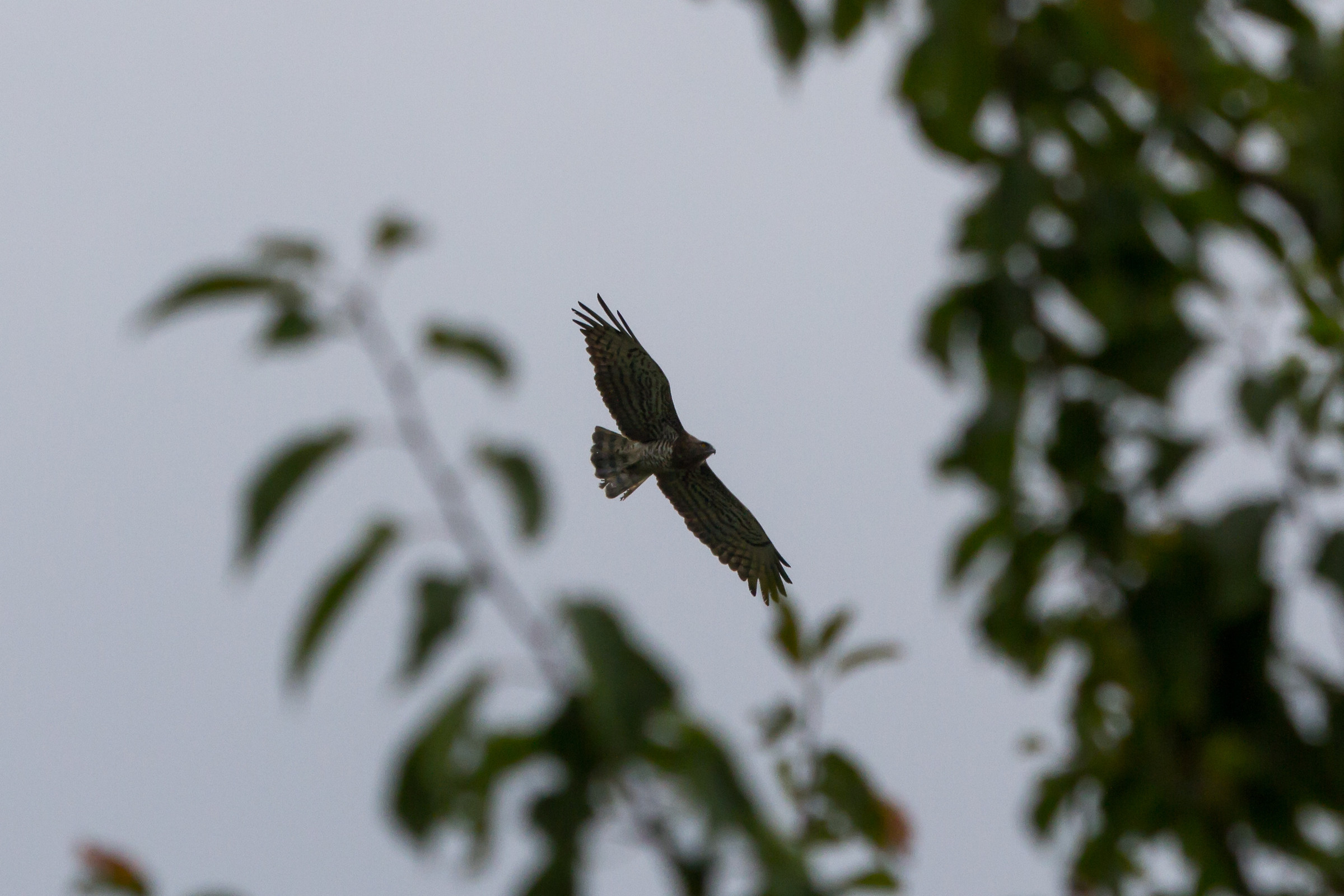 toed through the branches