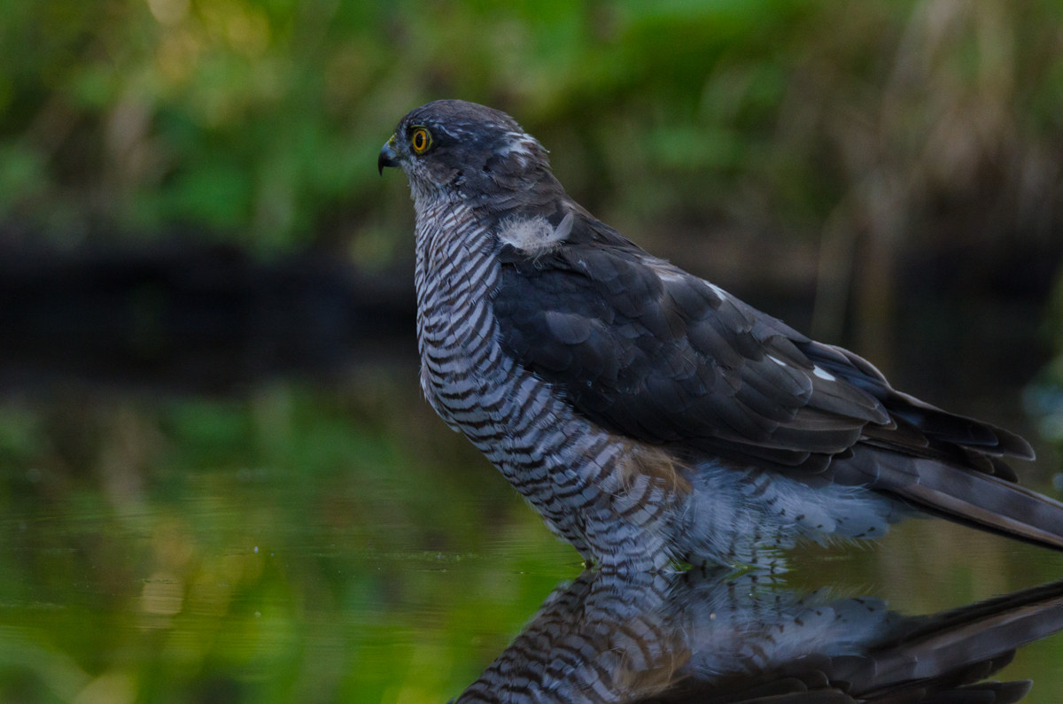 sparrowhawk