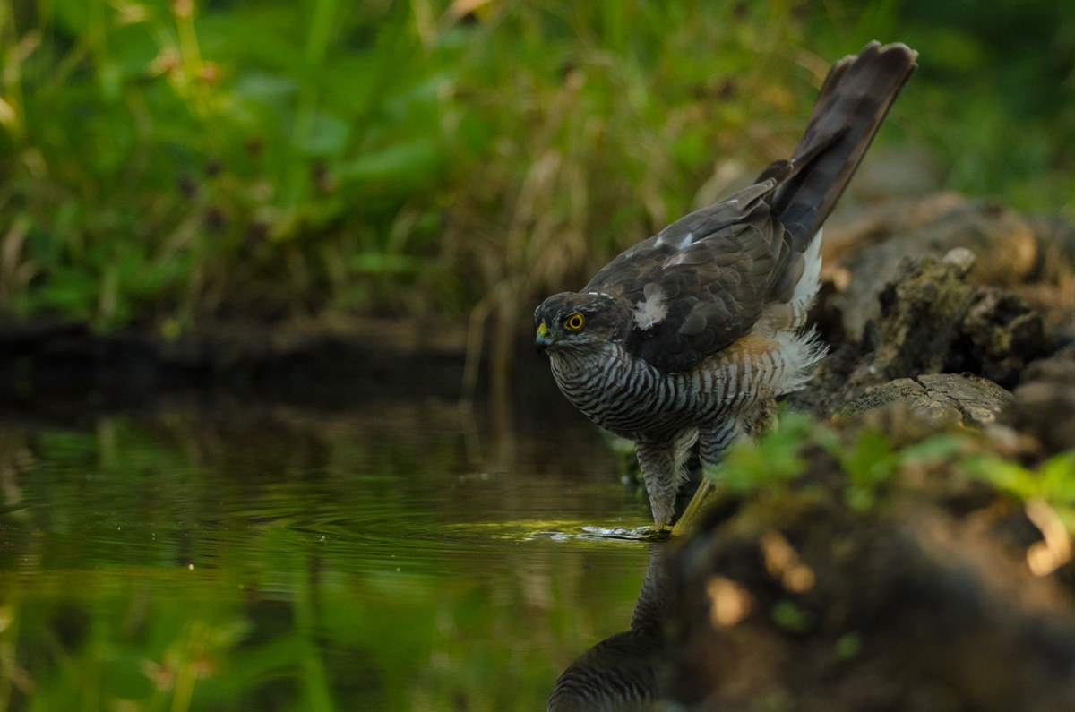 sparrowhawk