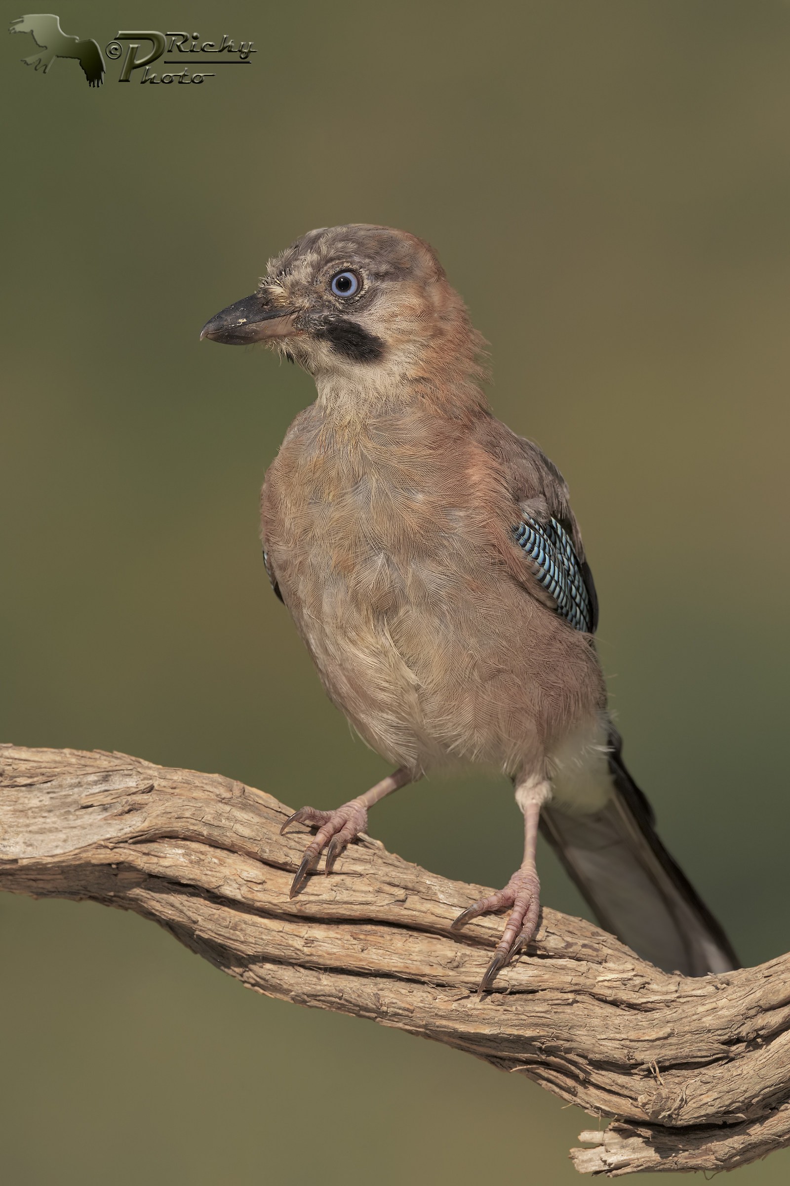 Ritratto di Ghiandaia