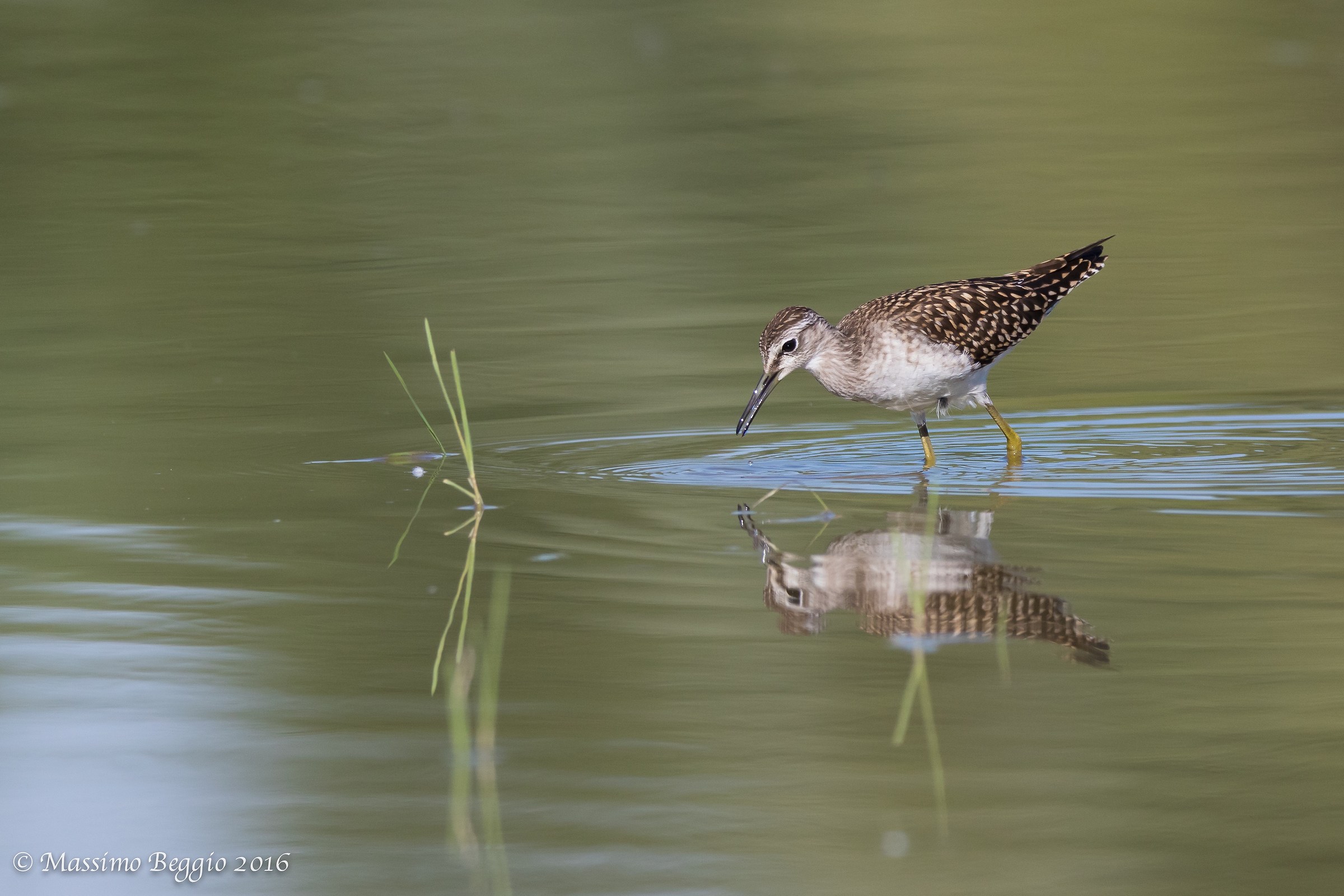 Wood Sandpiper