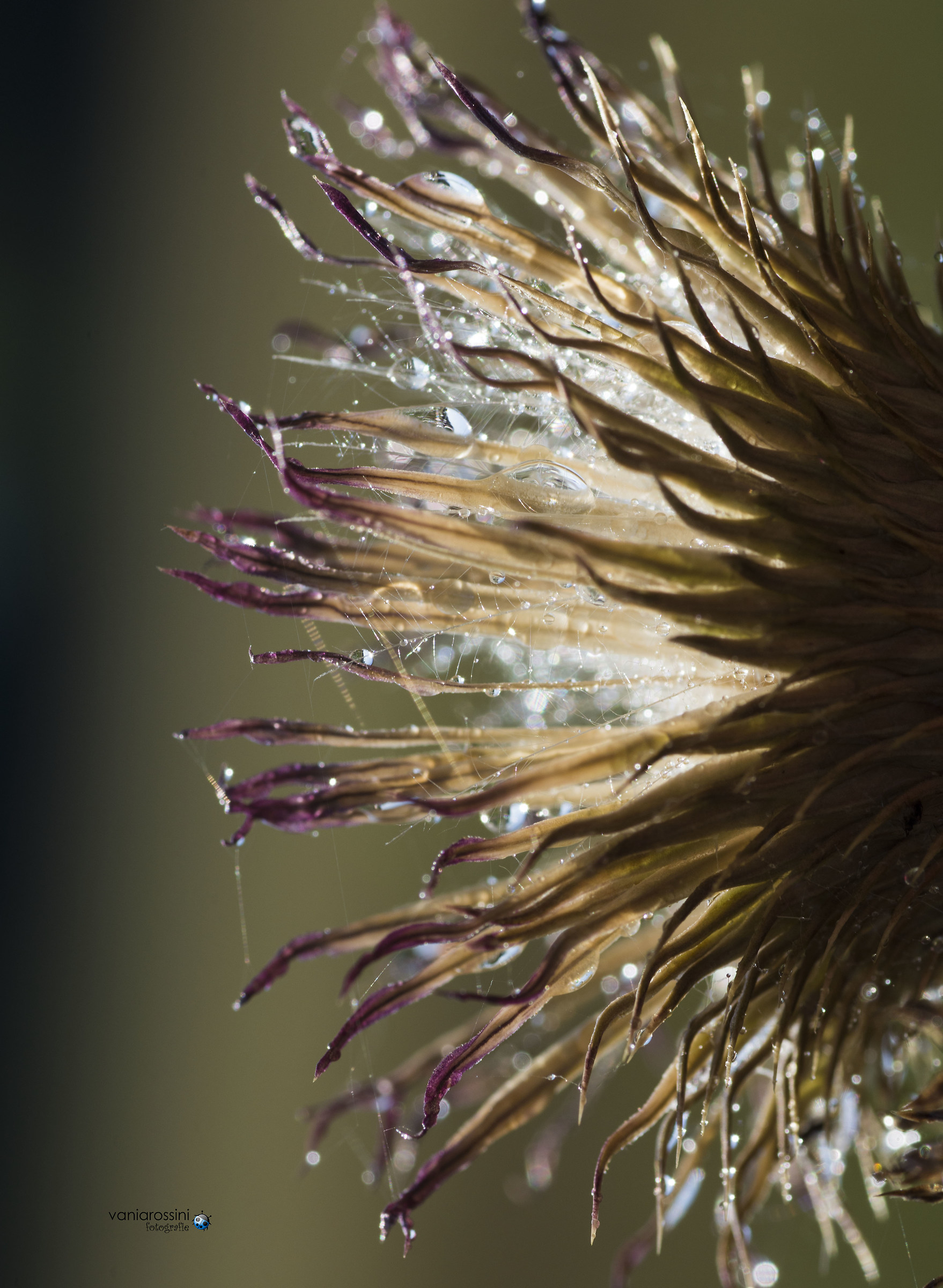 Thistle