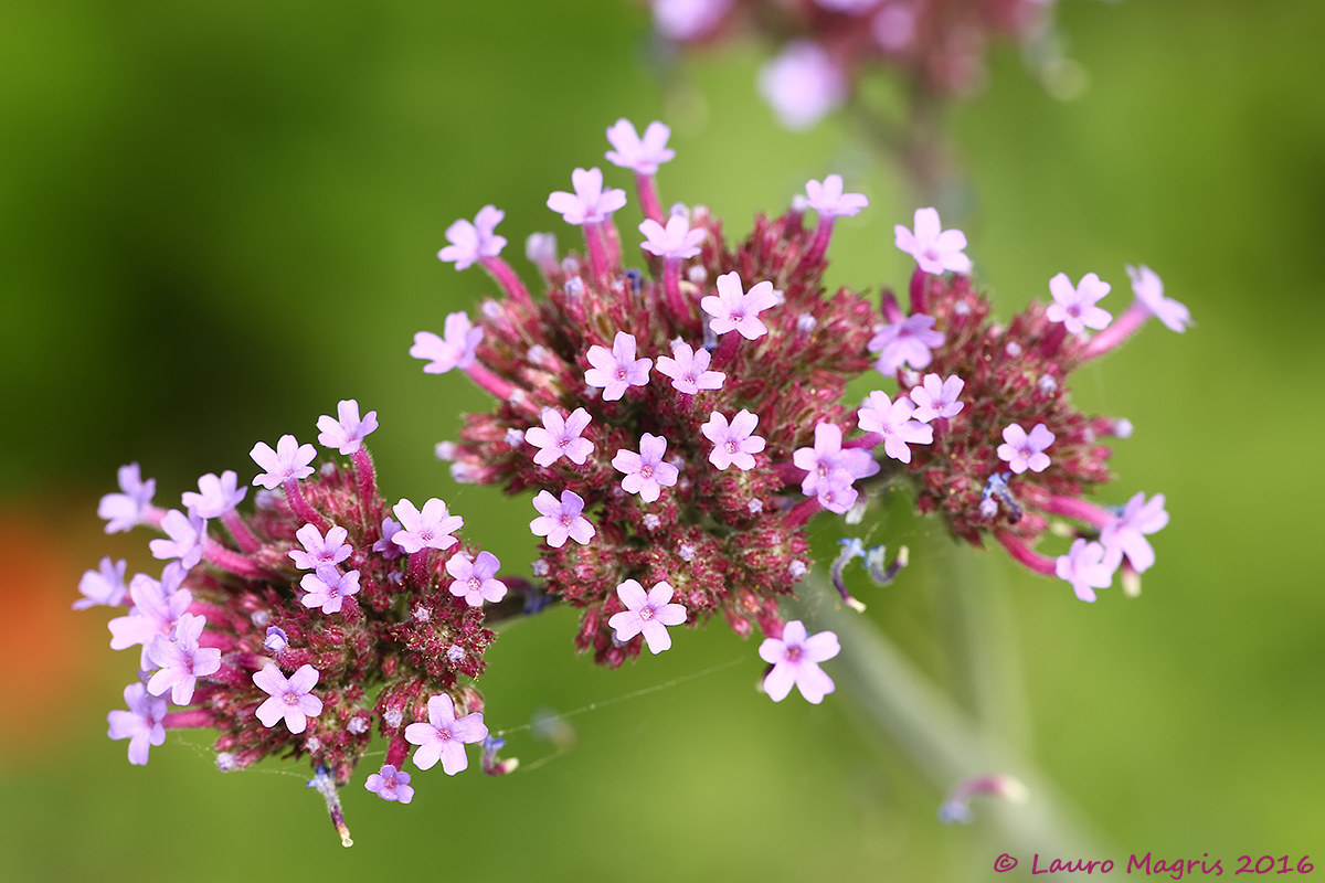Erba Benedetta dei Balcani