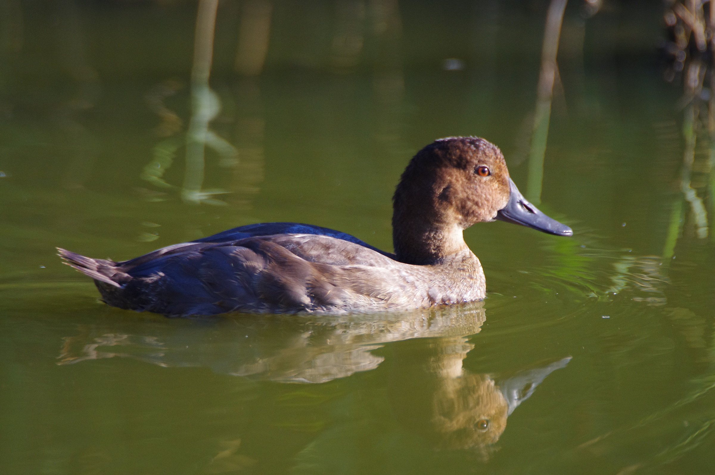 pochard female