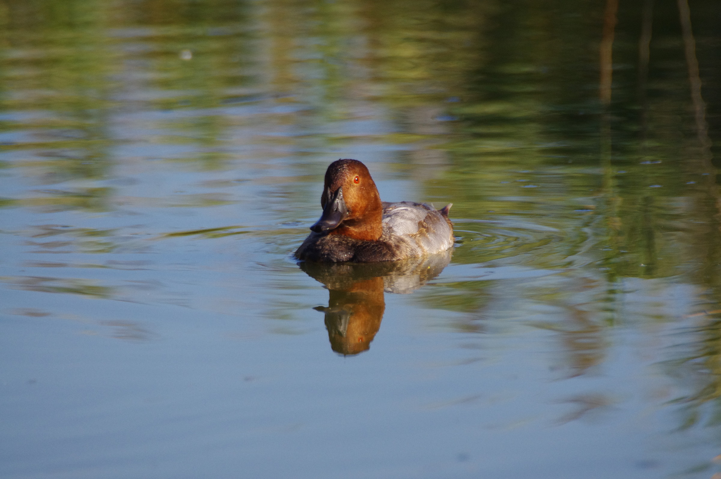 pochard male