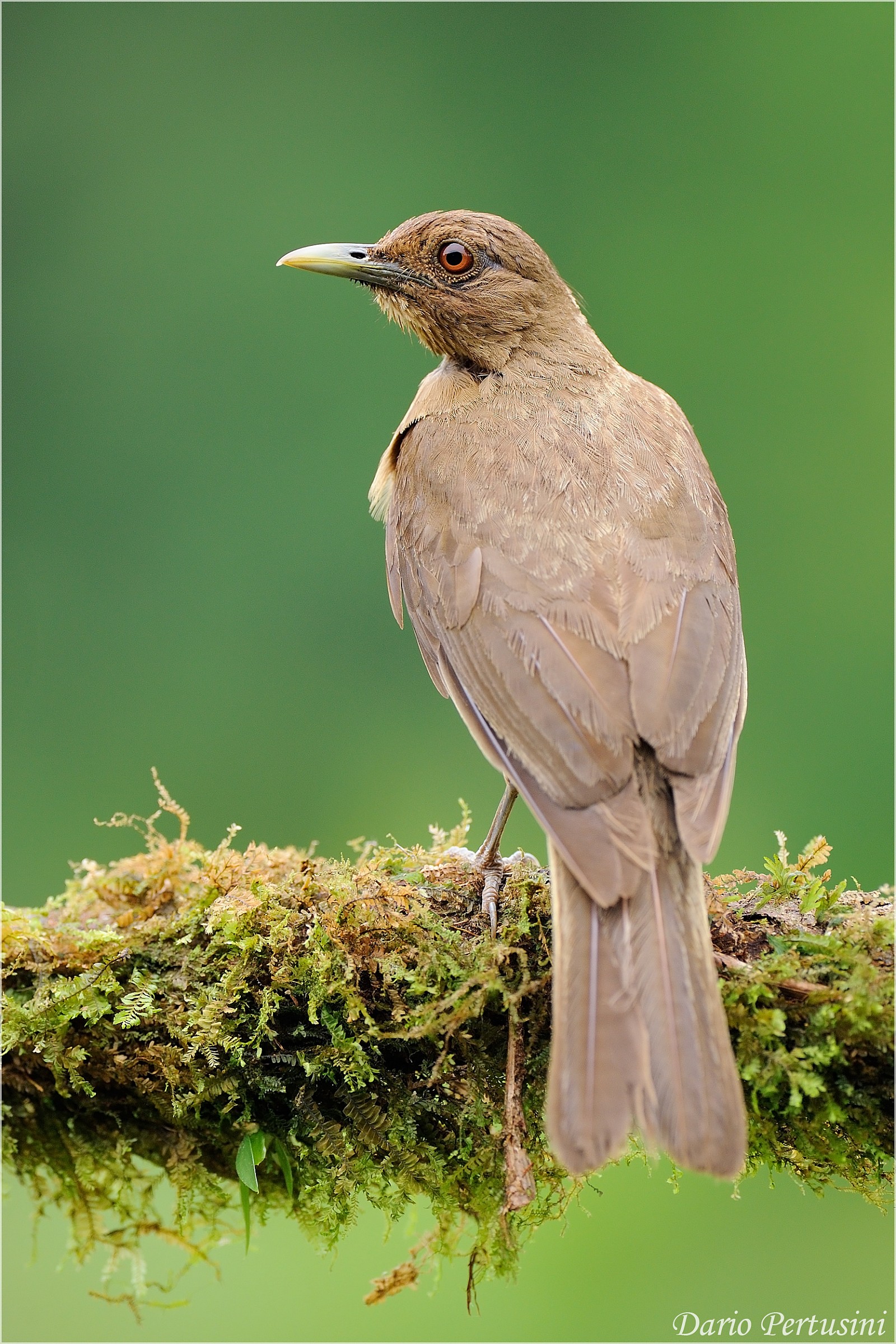 National bird of Costa Rica: Clay-colored robin