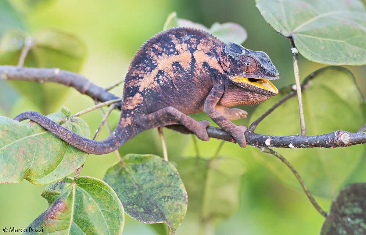 Female Panther Chameleon