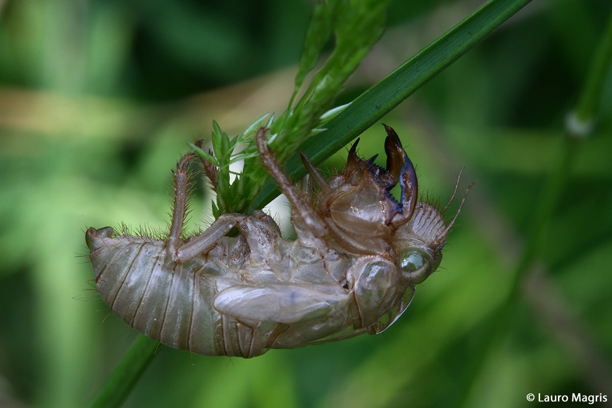 Pupa of cicada