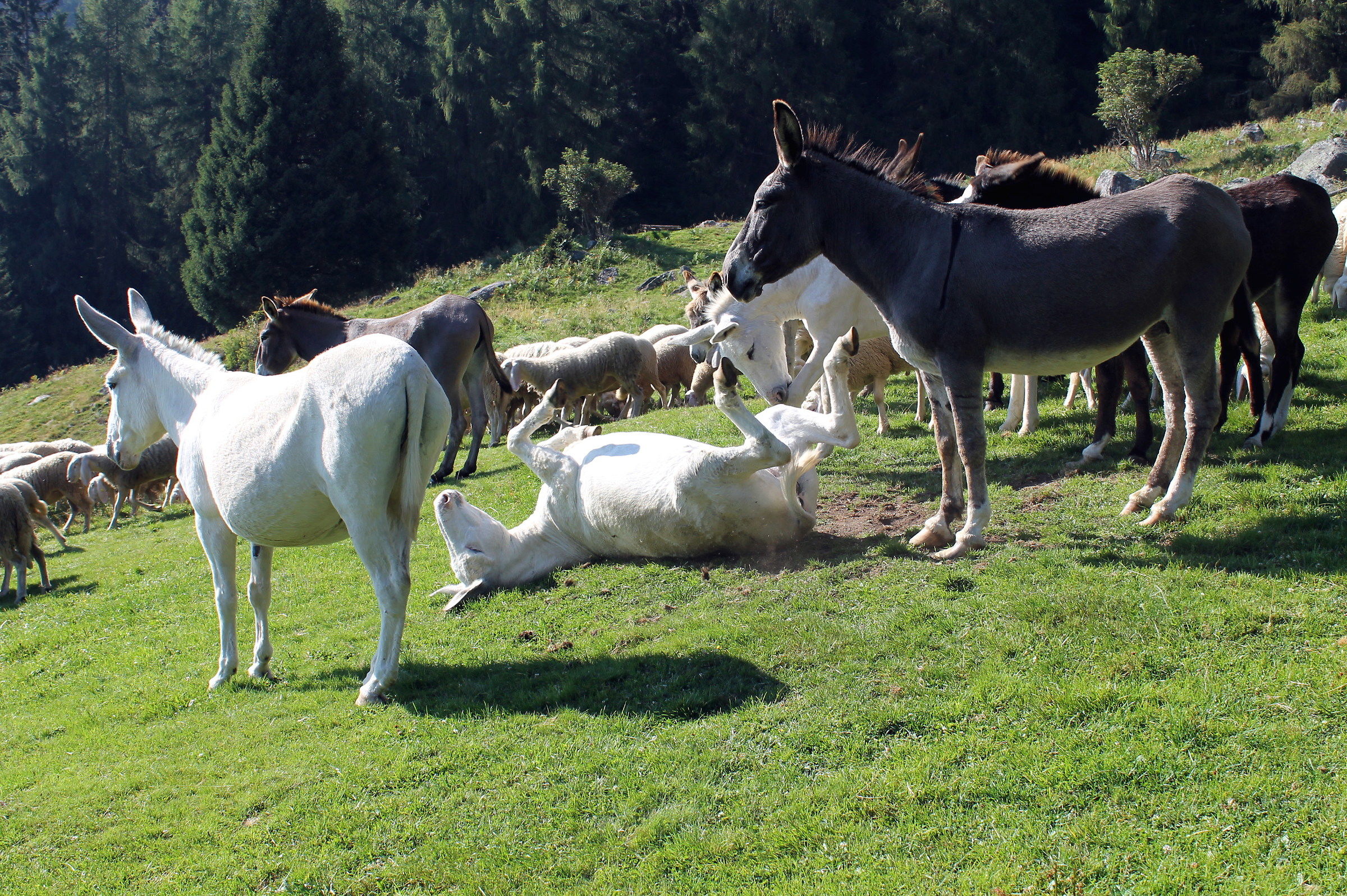 What a beautiful scratch