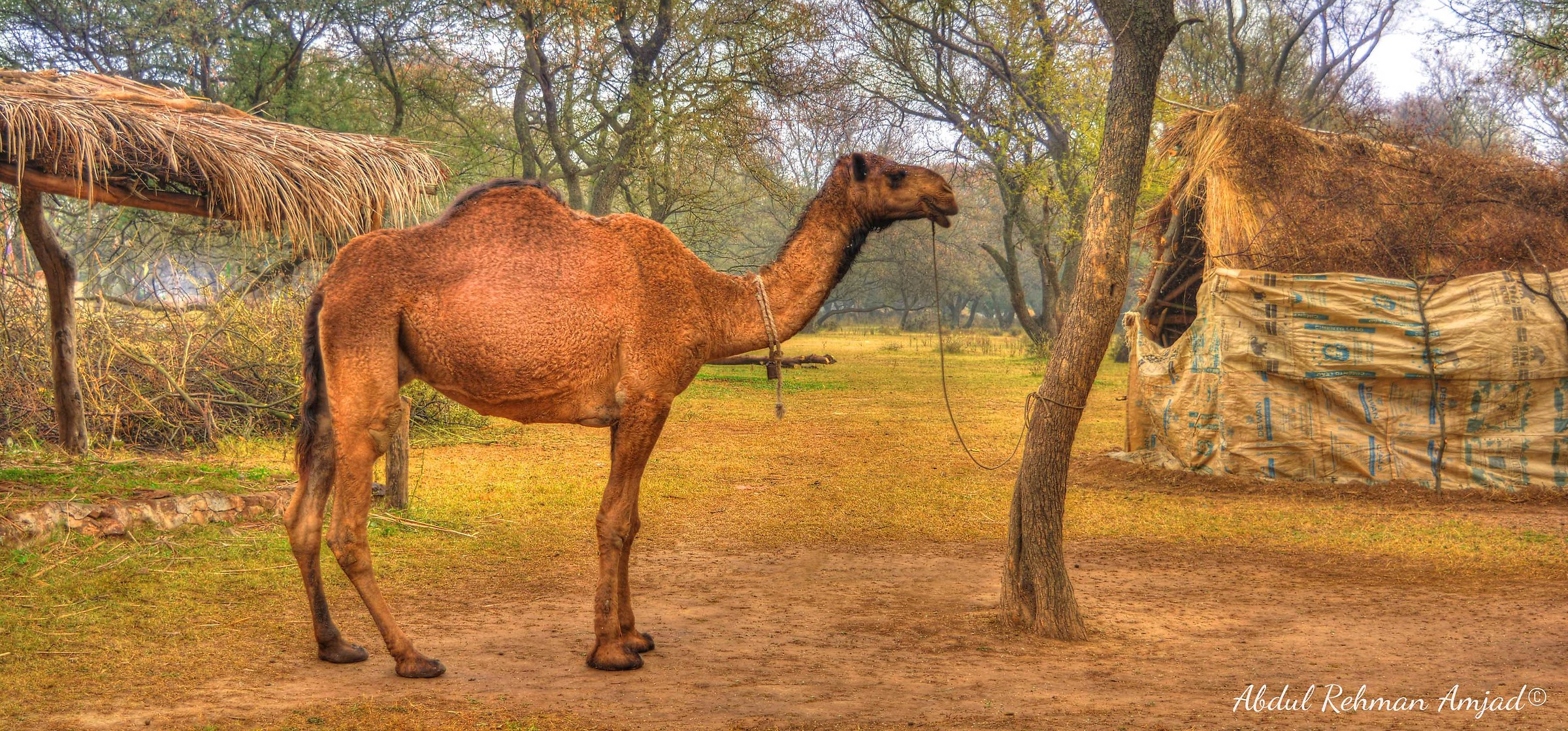 Camel Schematic HDR