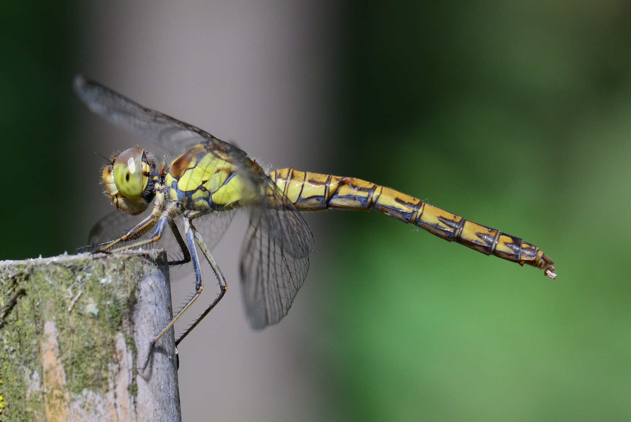 Sympetrum striolatum???