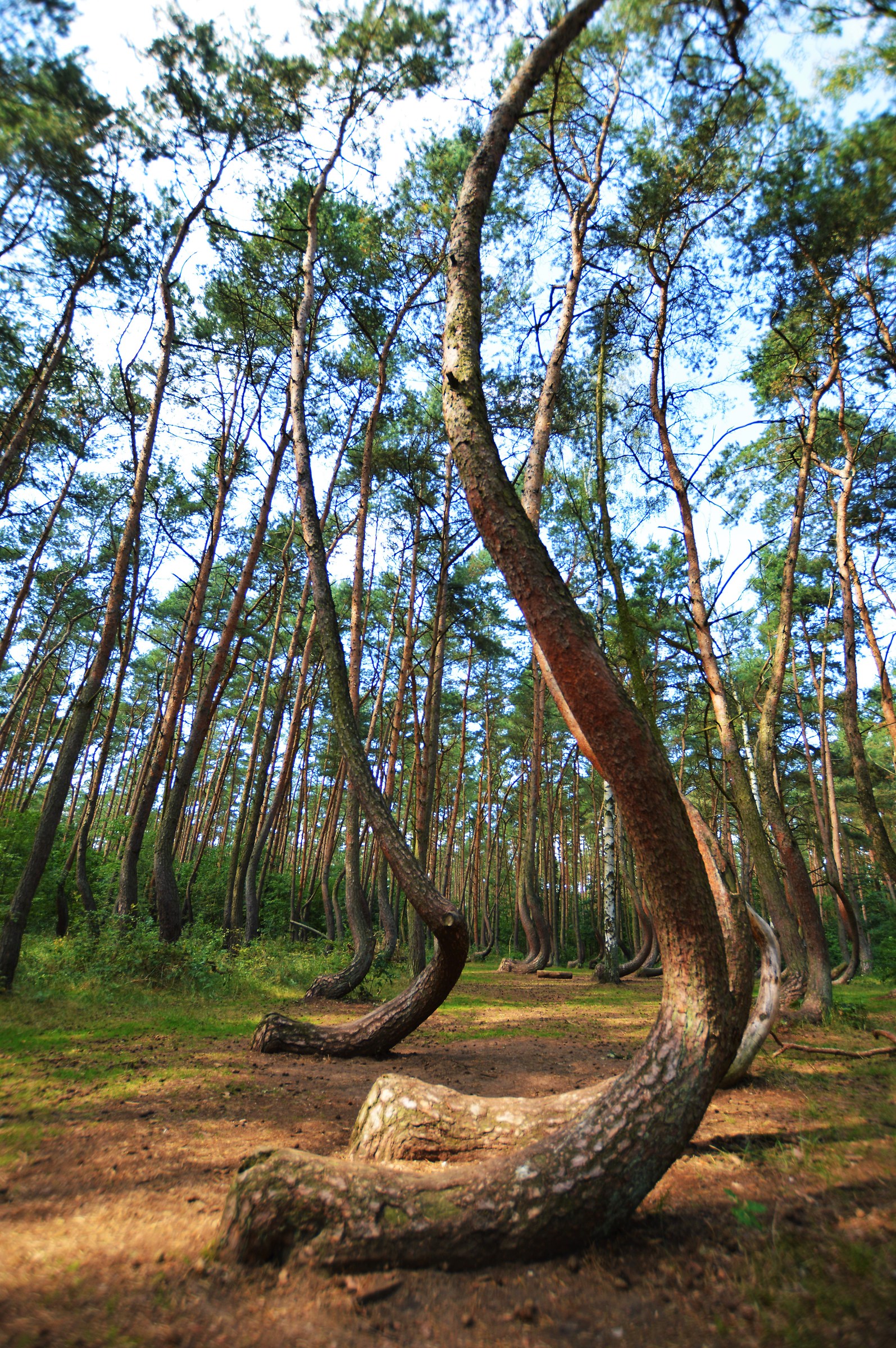 The forest of curved trees