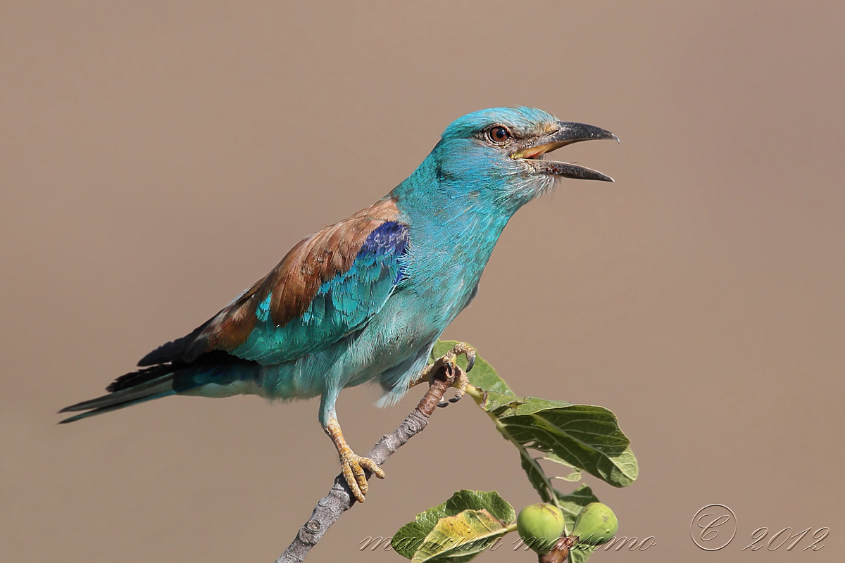 ghiandaia marina(Goracias garrulus)
