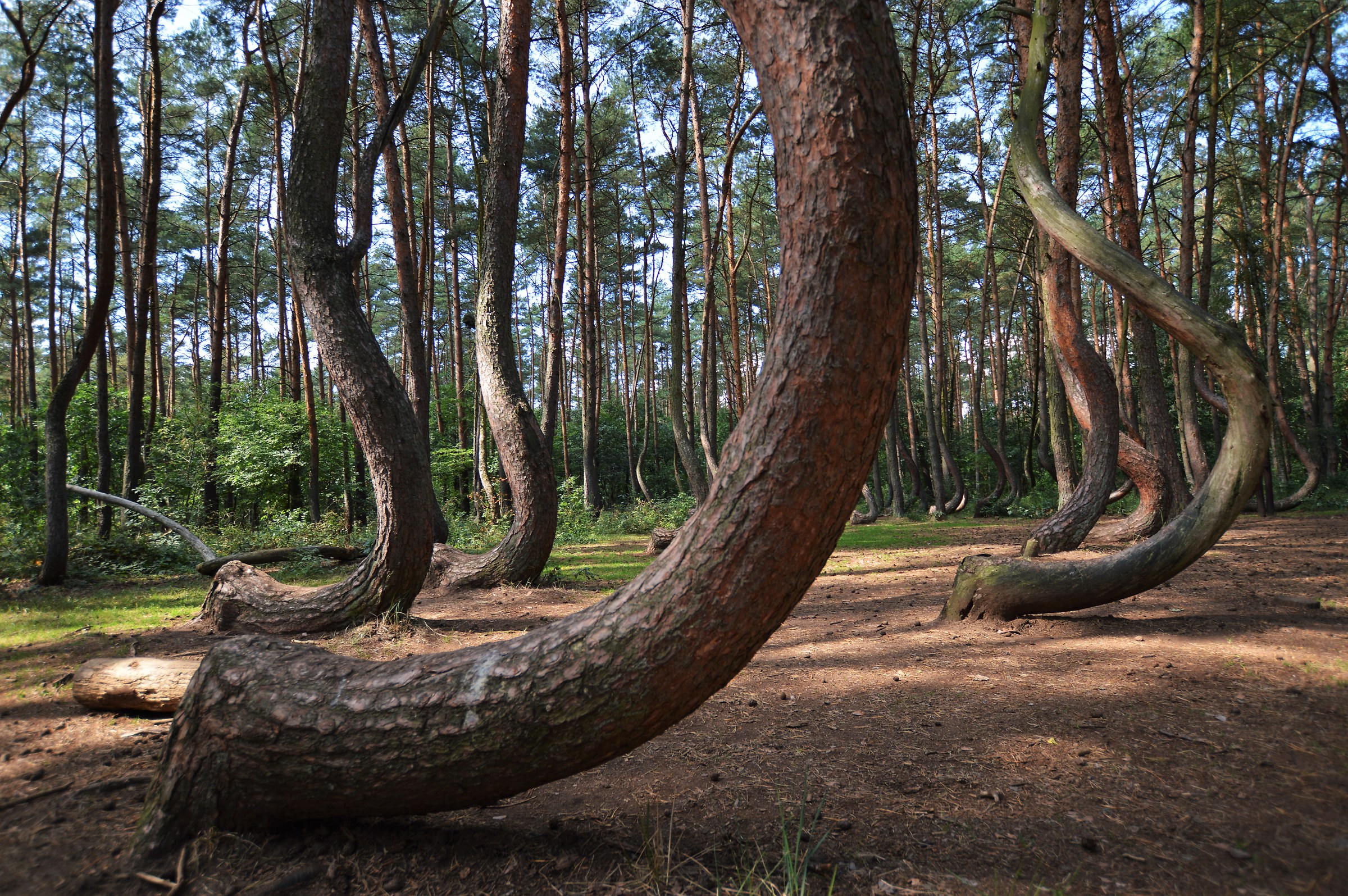 The forest of curved trees