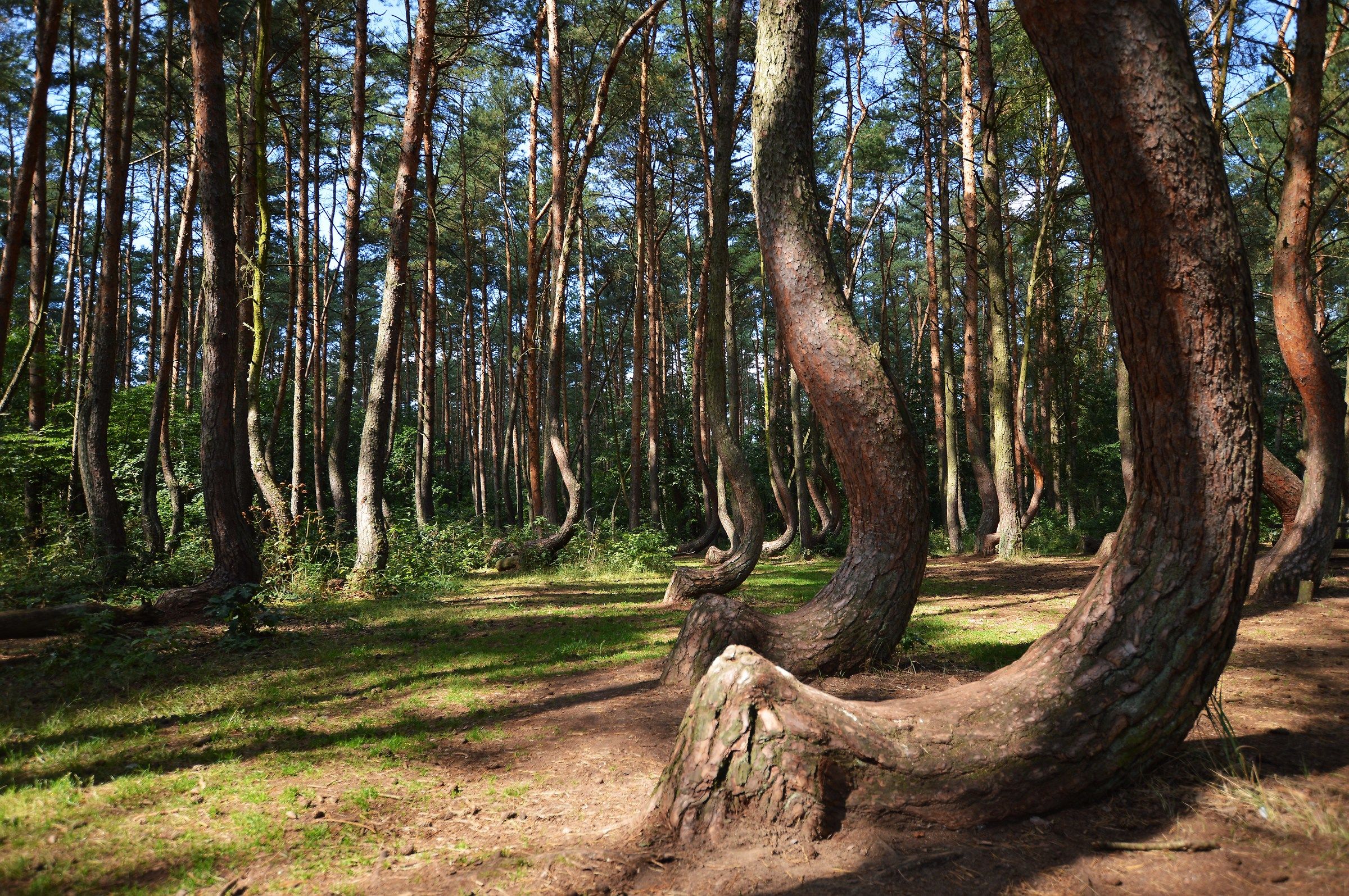The forest of curved trees