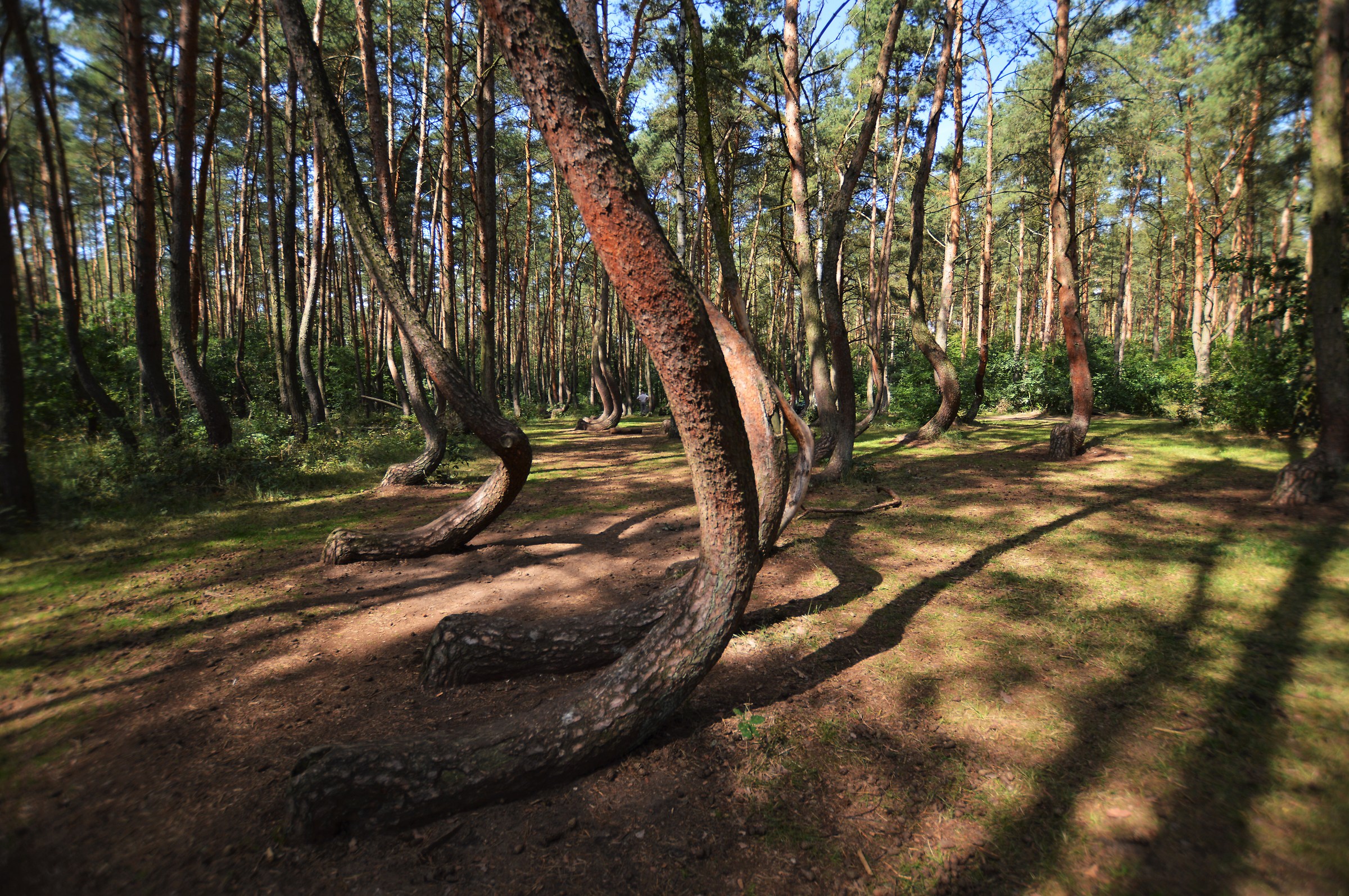 The forest of curved trees