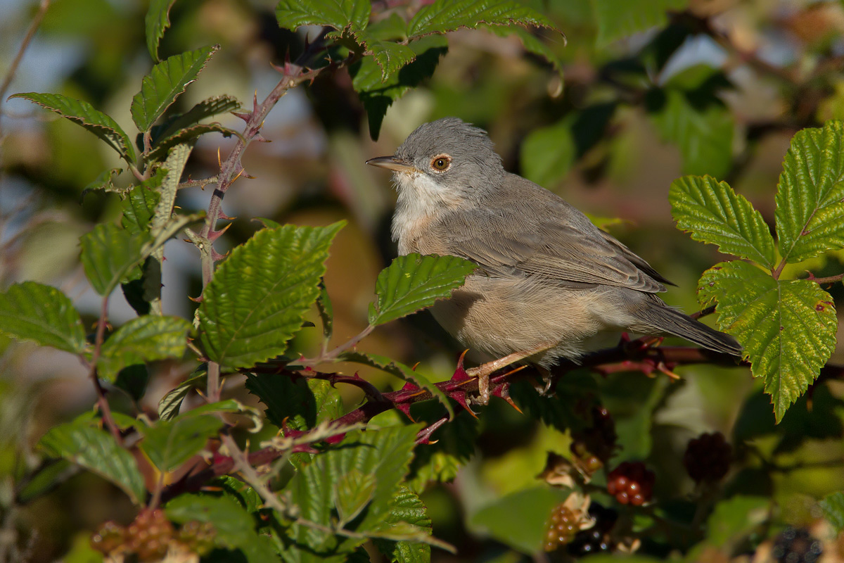 whitethroat
