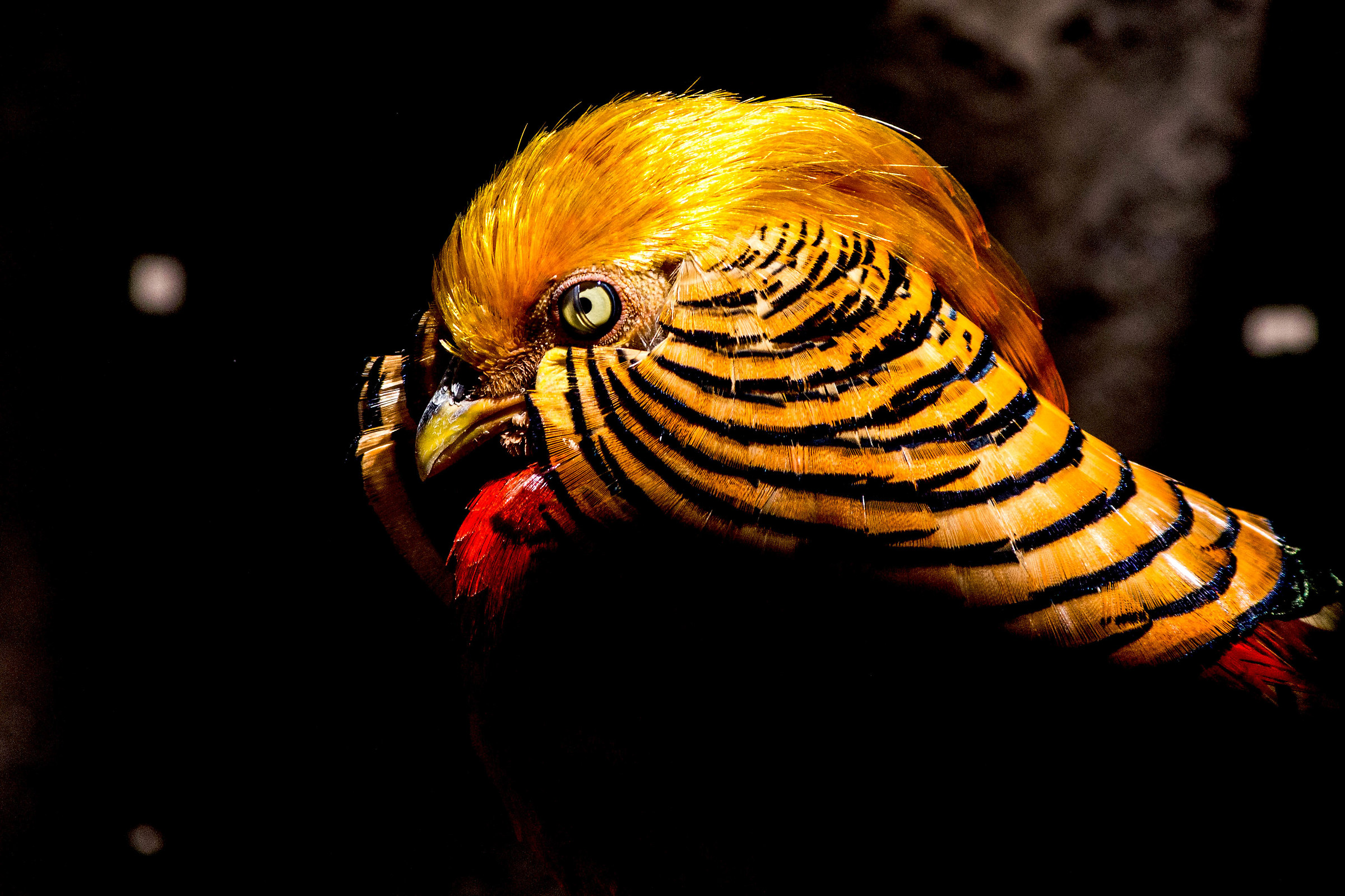 golden pheasant
