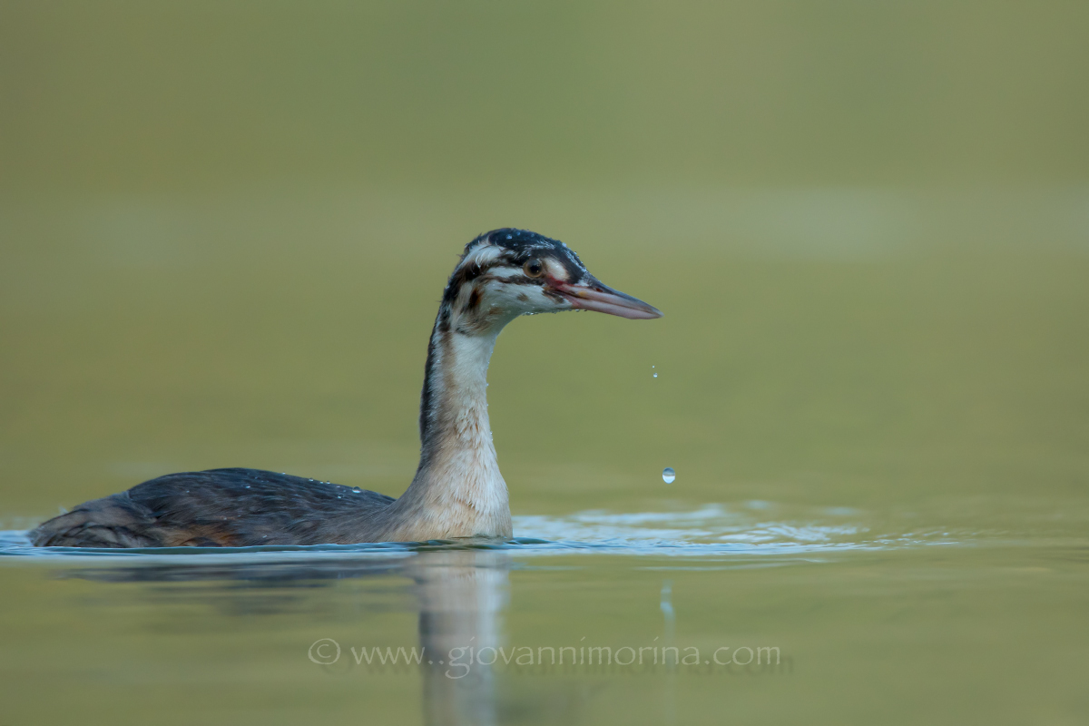 Black-necked Grebe 2