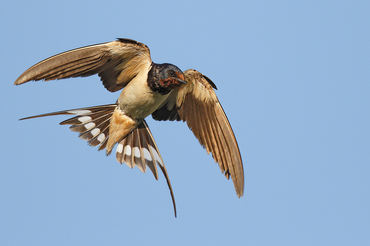 Hirundo rustica