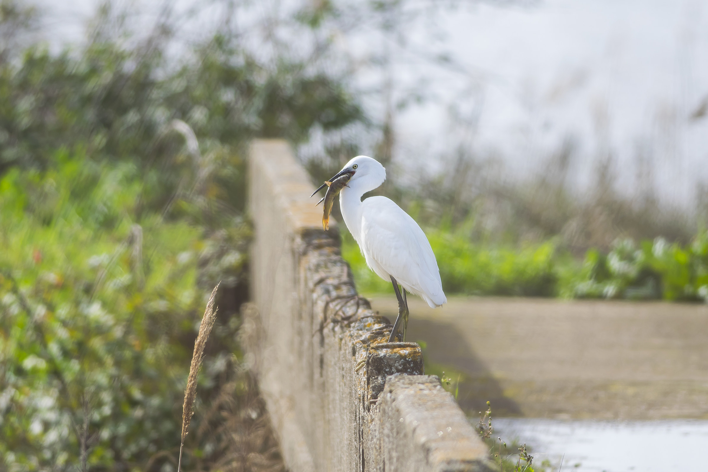 egret fisher