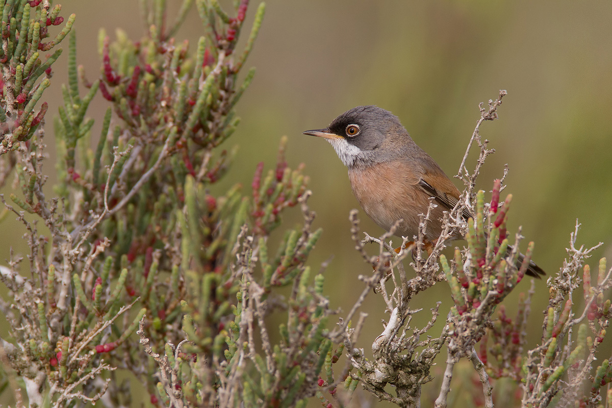 whitethroat of Sardinia