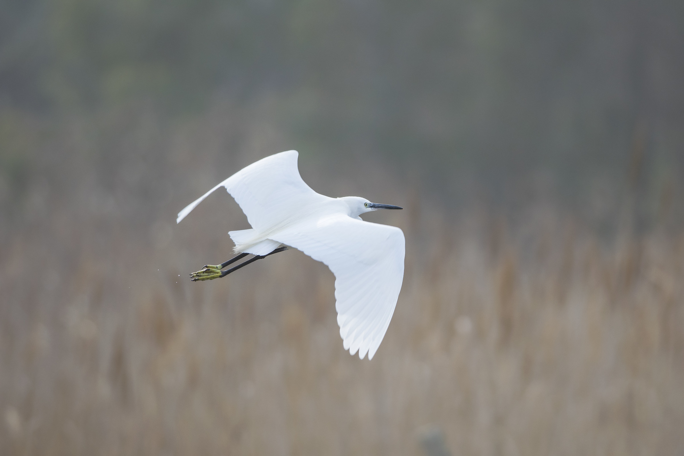 Egret in flight