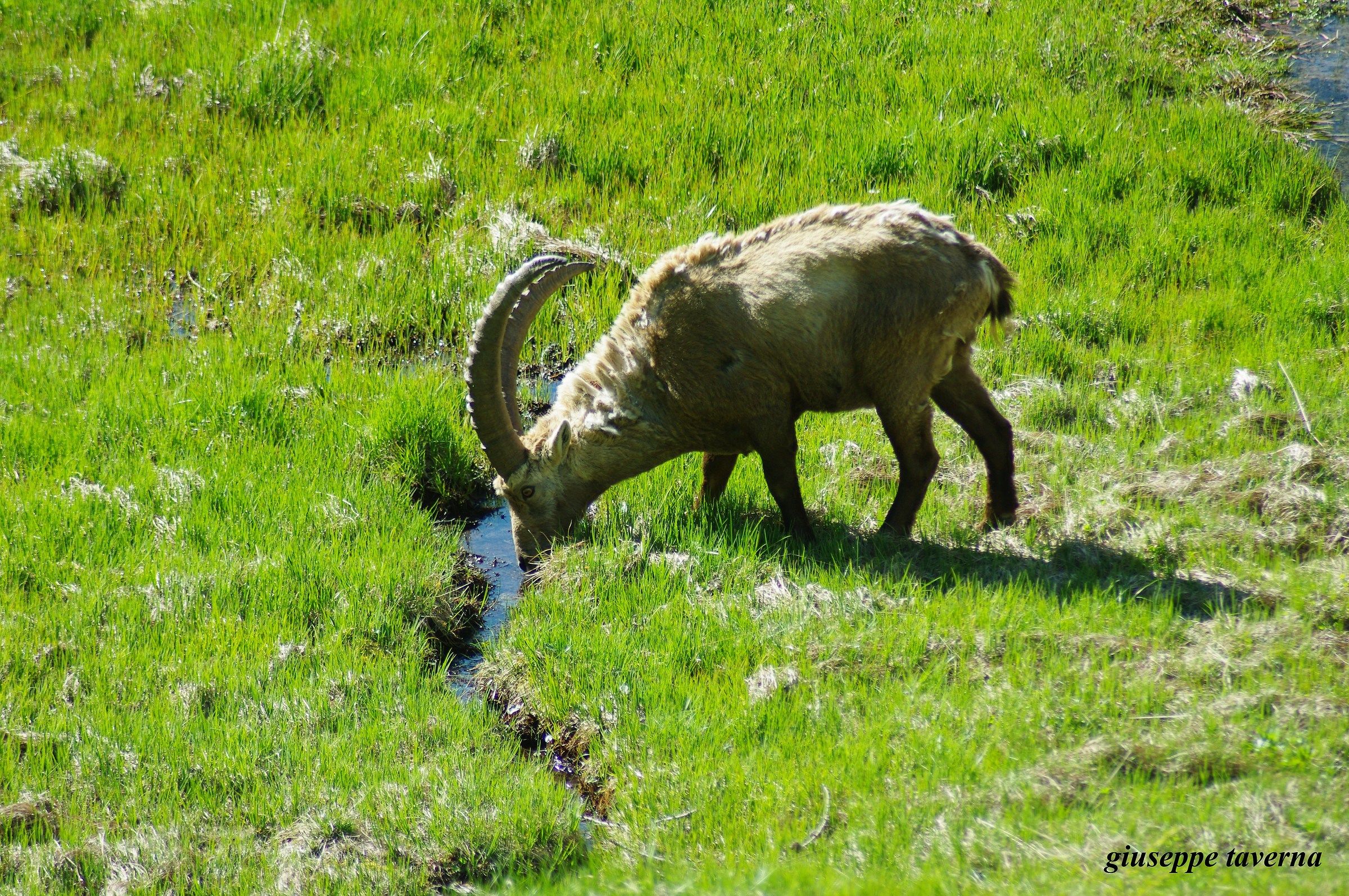 Stambecco (Capra ibex)
