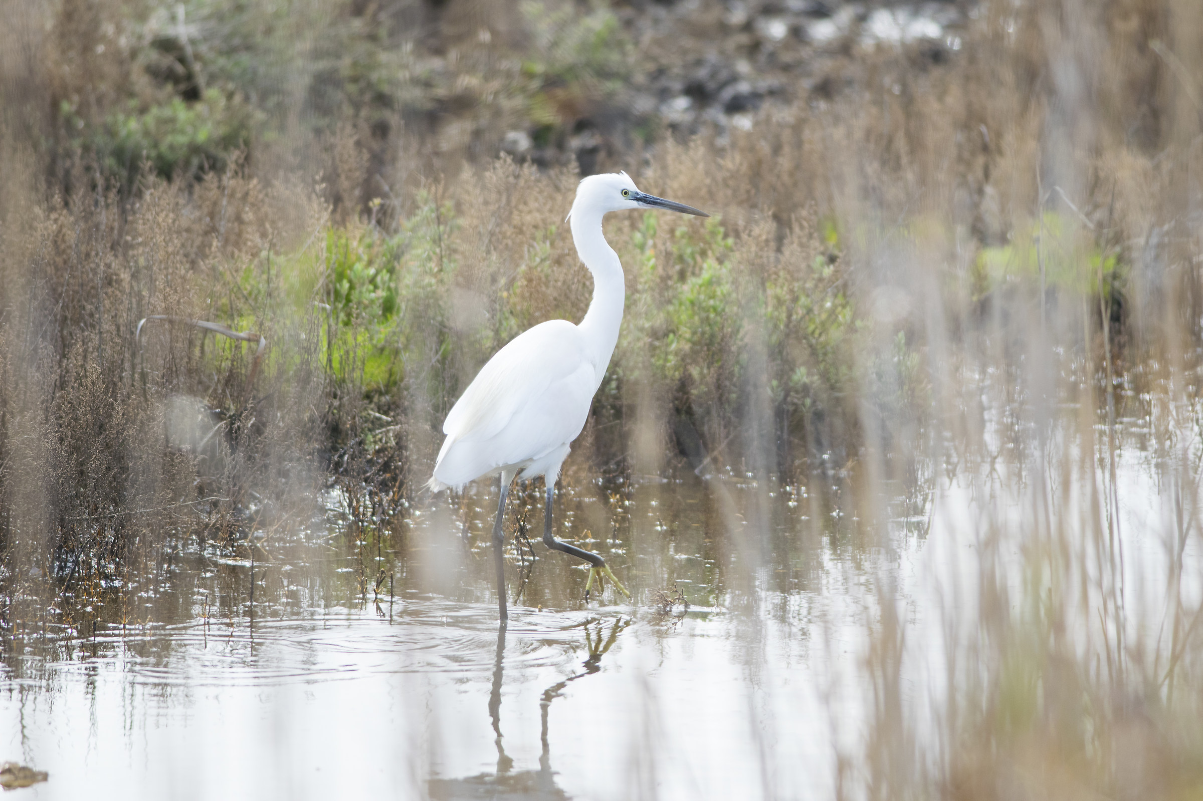 egret