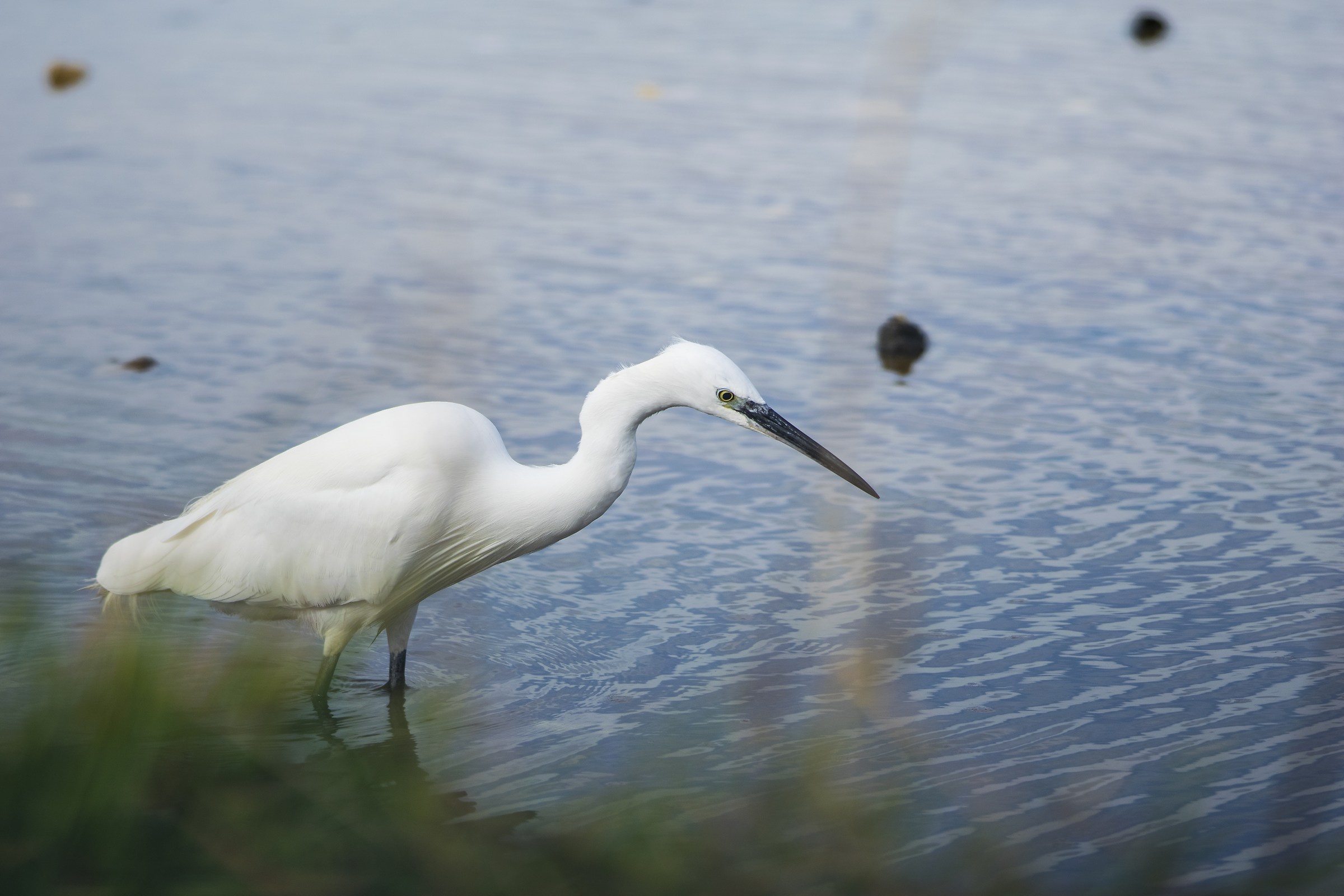 egret