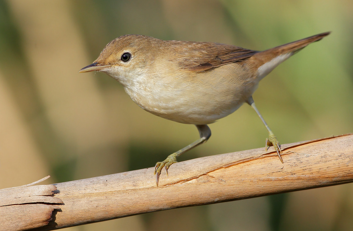 reed warbler