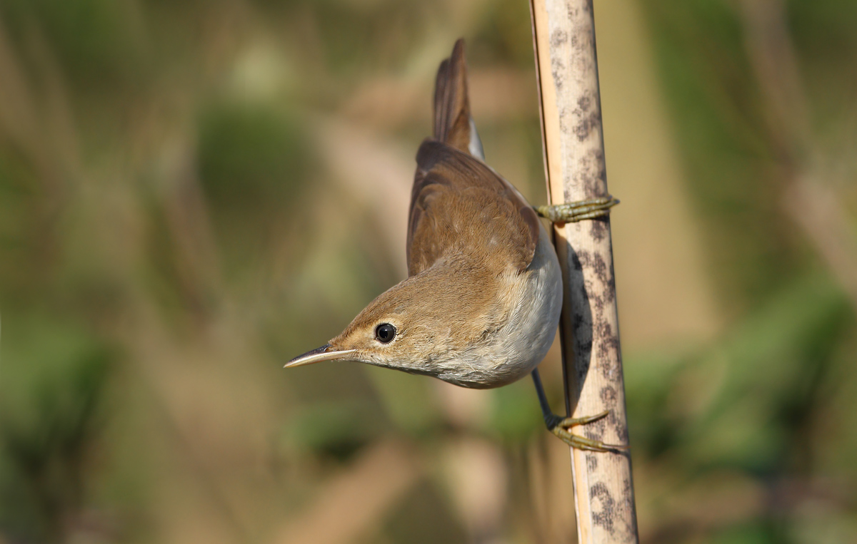 reed warbler