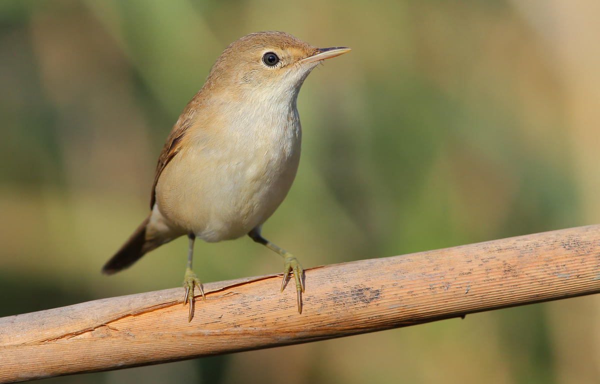 reed warbler