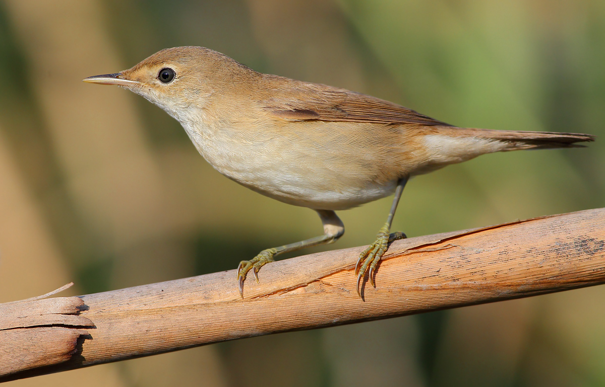 reed warbler