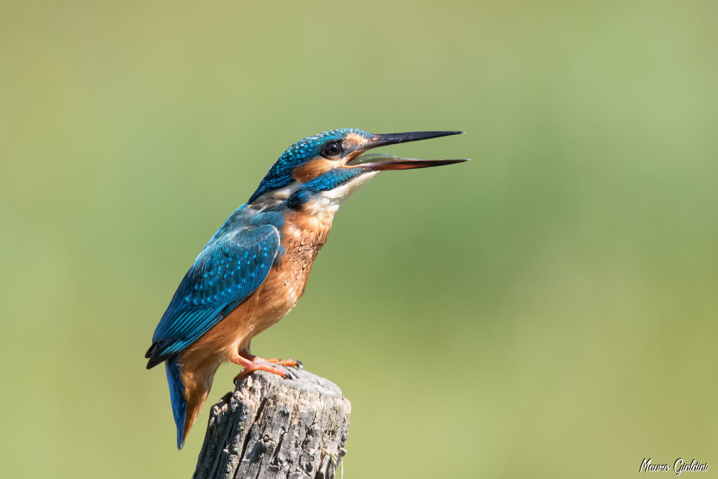 Martin pescatore / Alcedo atthis