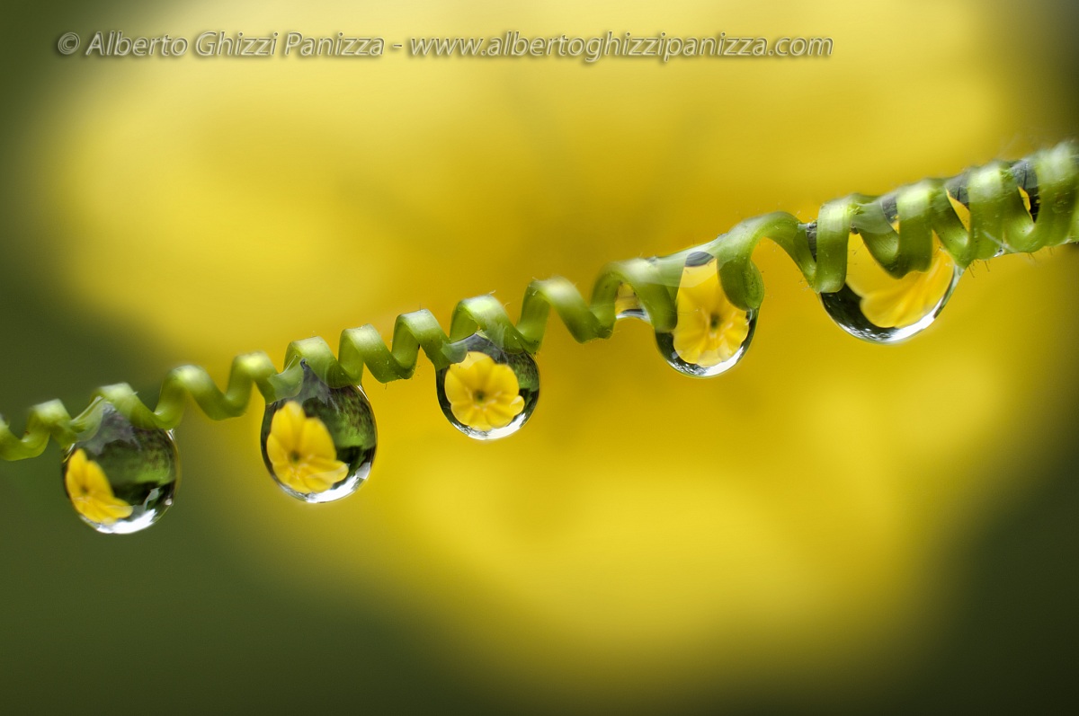 Rugiada su rampicante - Fiore giallo