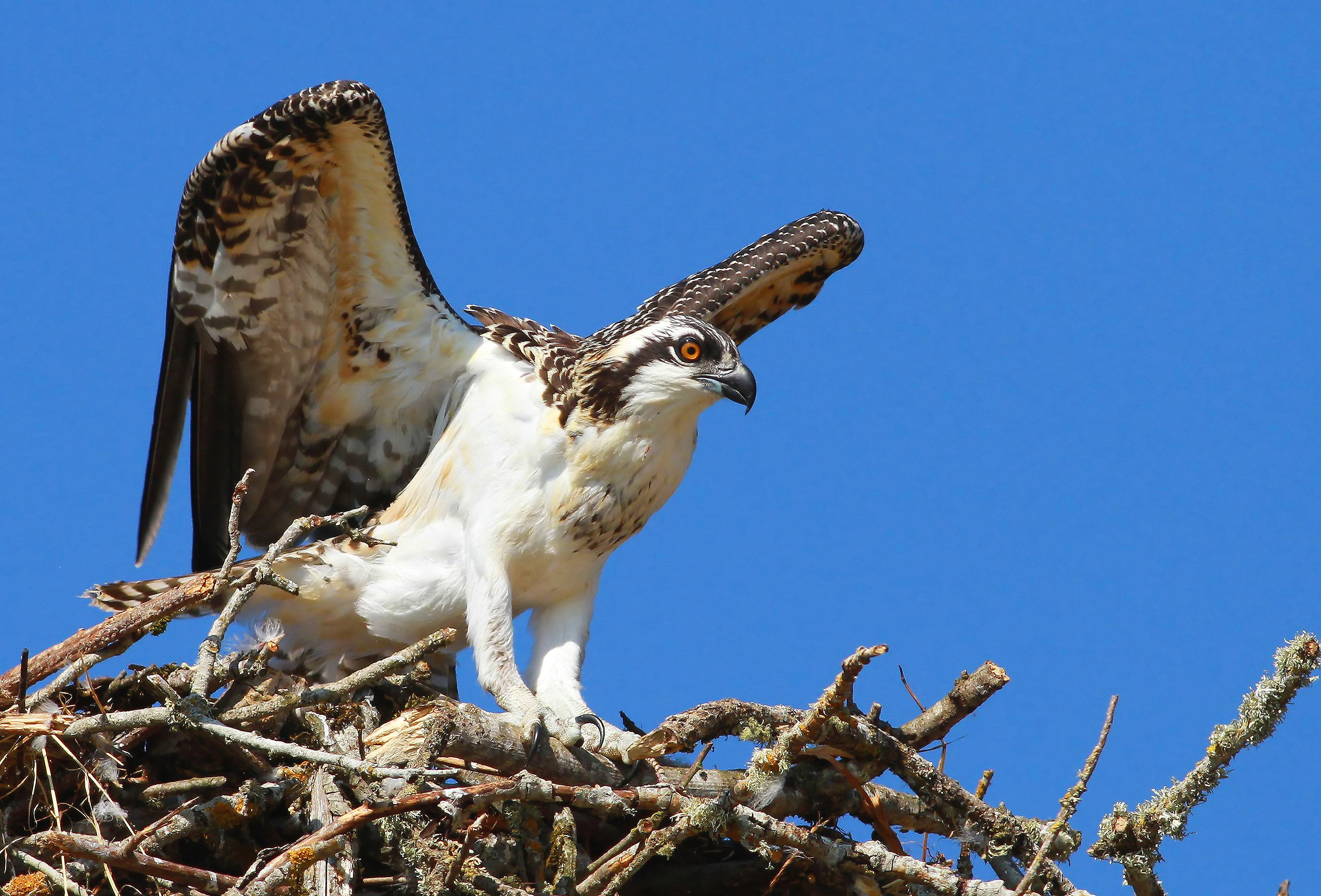 Per fledge o non impiuma